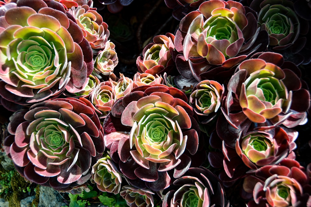 a group of colorful flowers