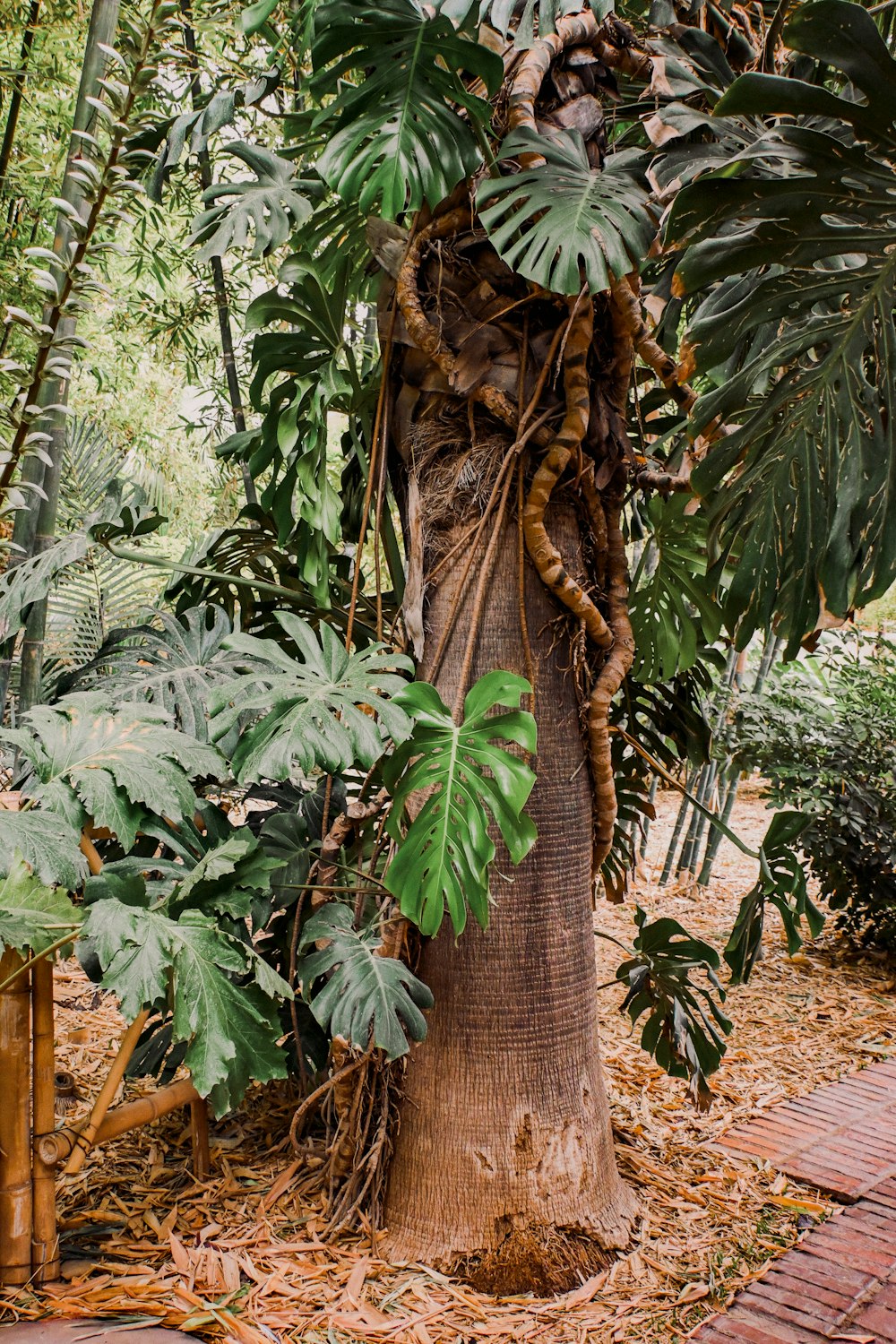 a tree with many leaves