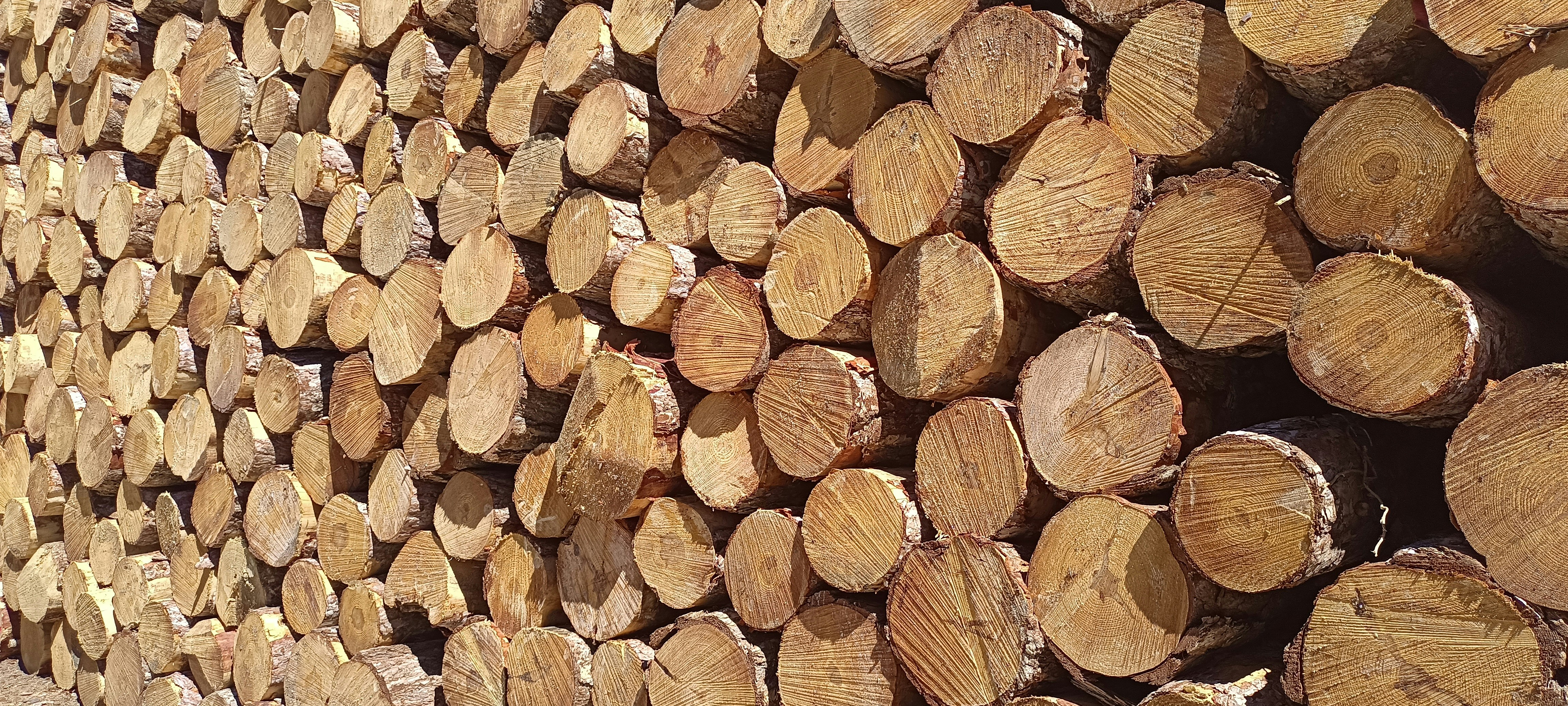 Pile of cut logs