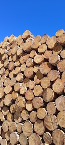 Industrial lumber yard with stacked wood and forest background under clear sky.