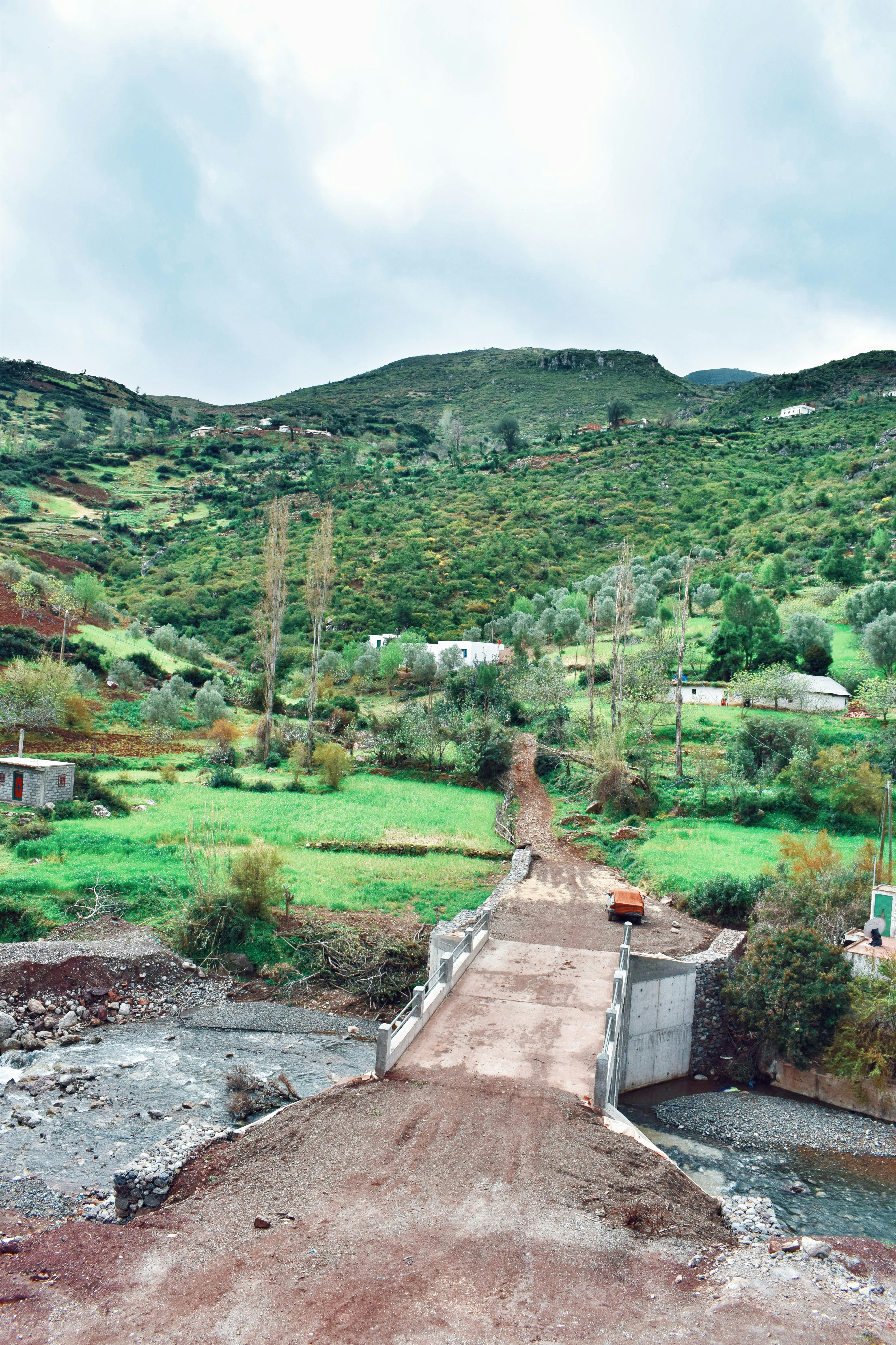 uma paisagem com árvores e grama