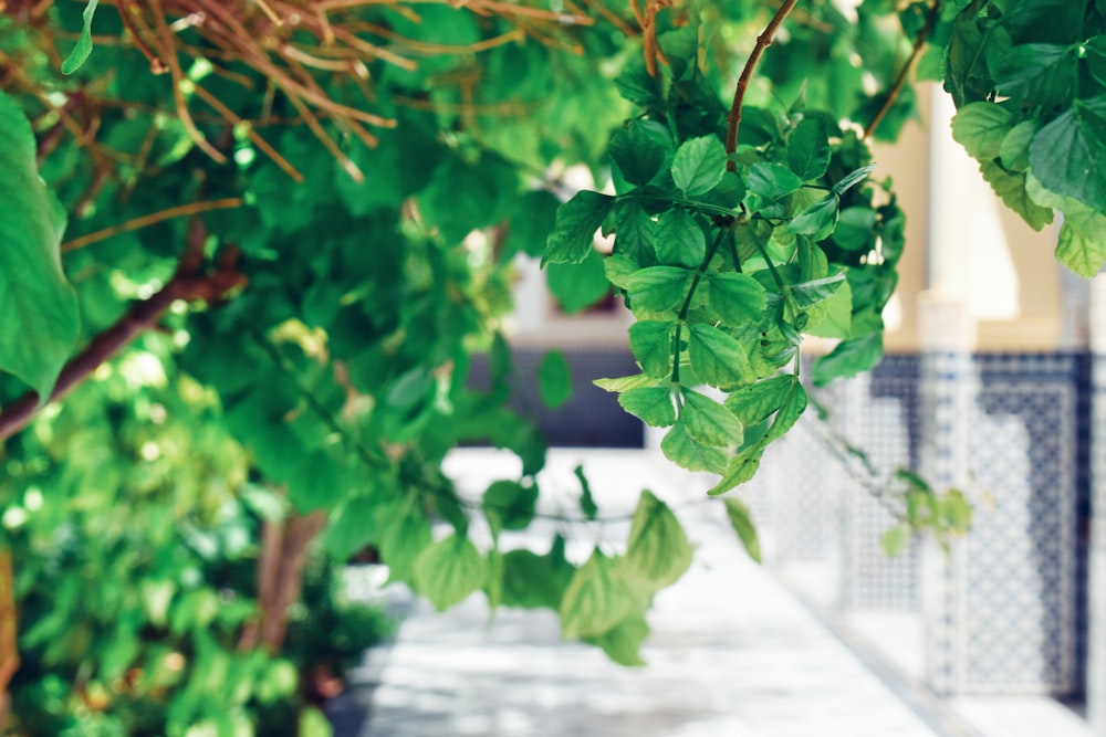 a tree with leaves