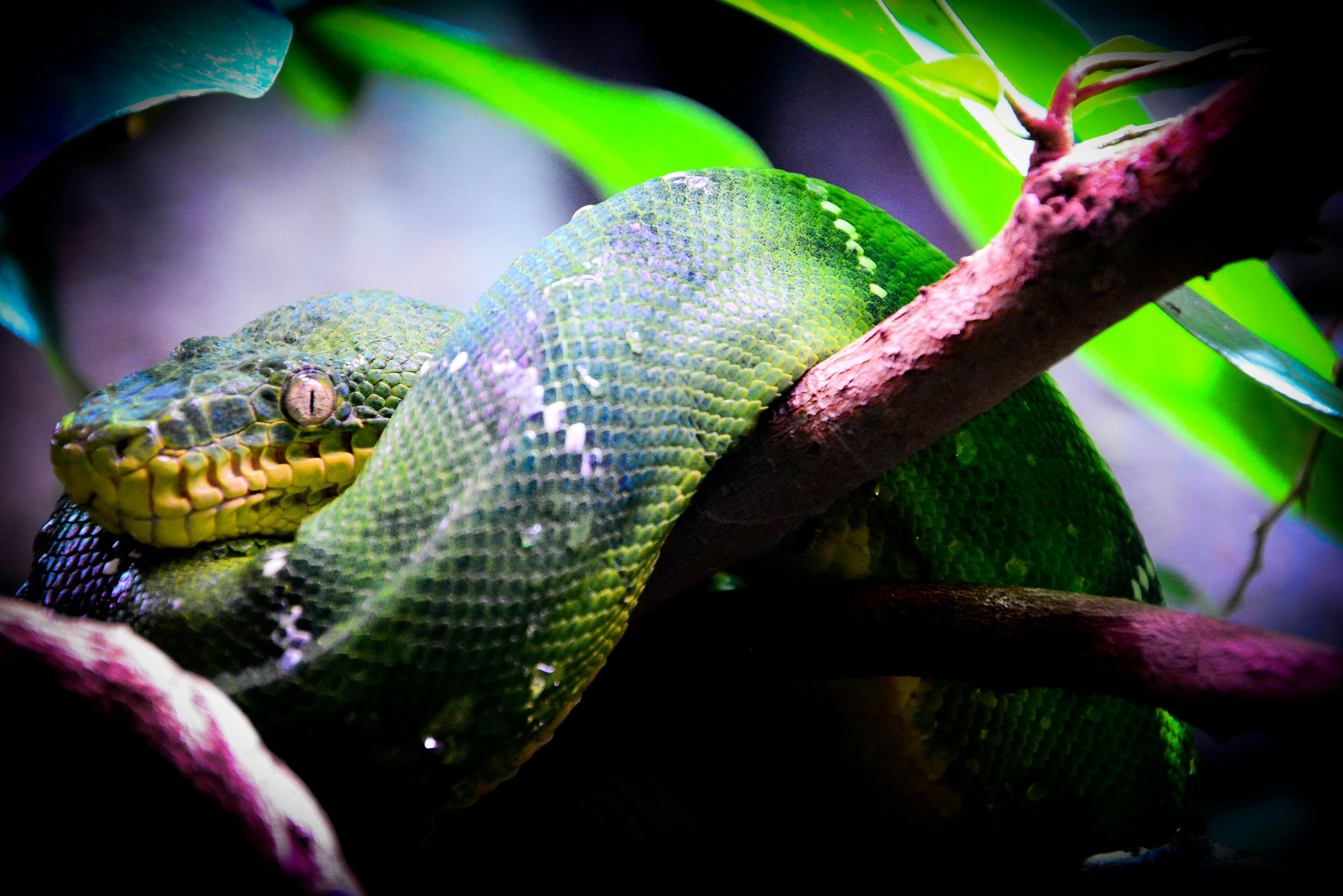 Photo by adriansiaril