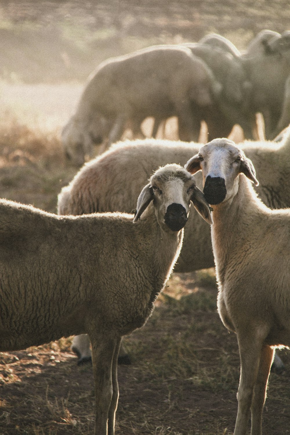 a group of sheep in a field