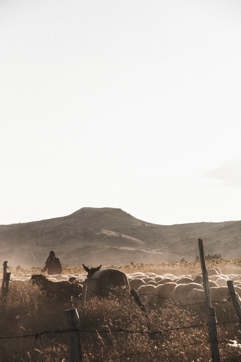 Grazing the hills