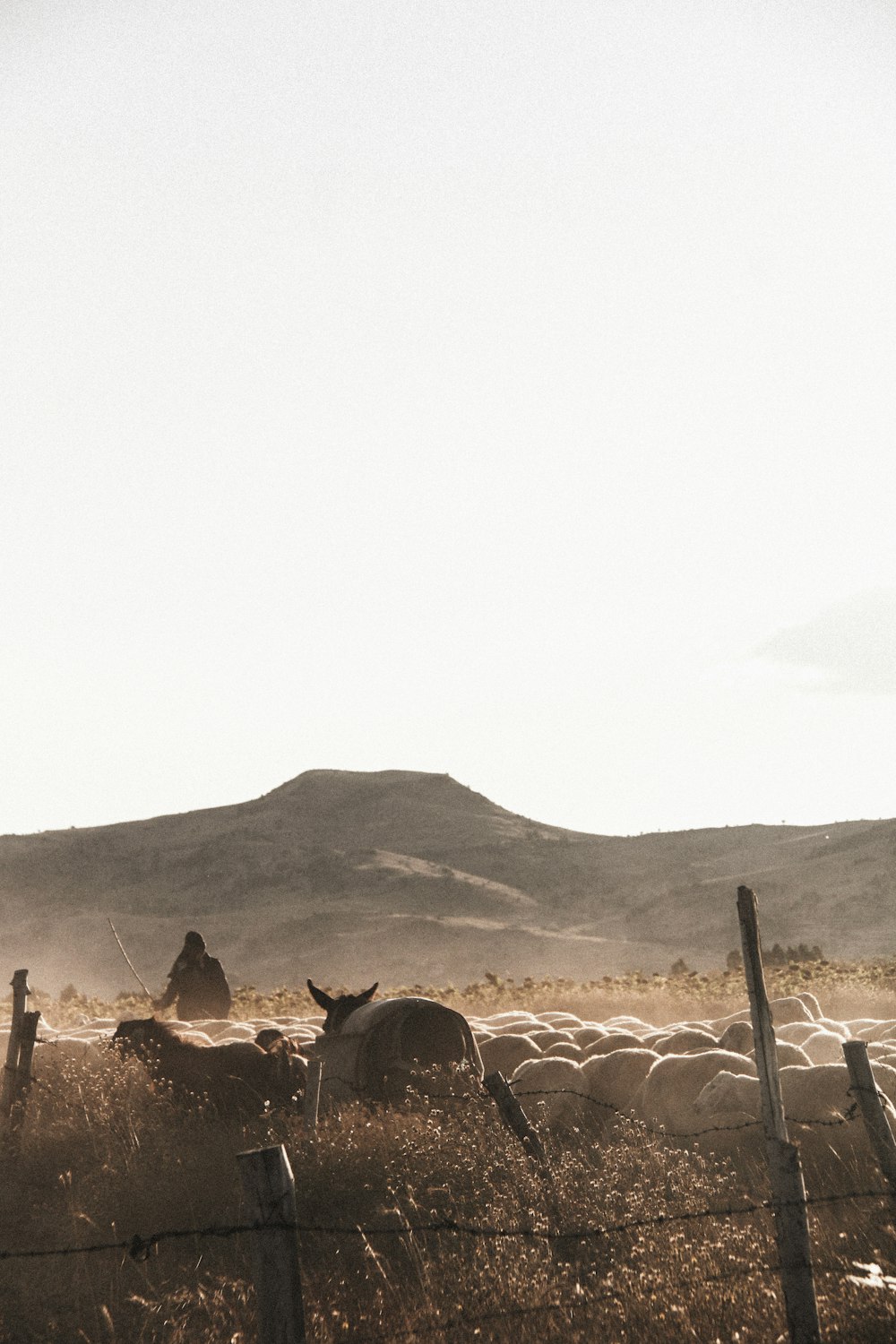 a herd of sheep in a fenced pasture