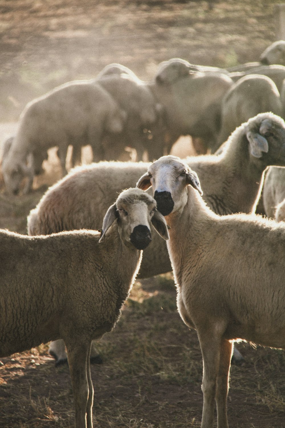 a herd of sheep in a field