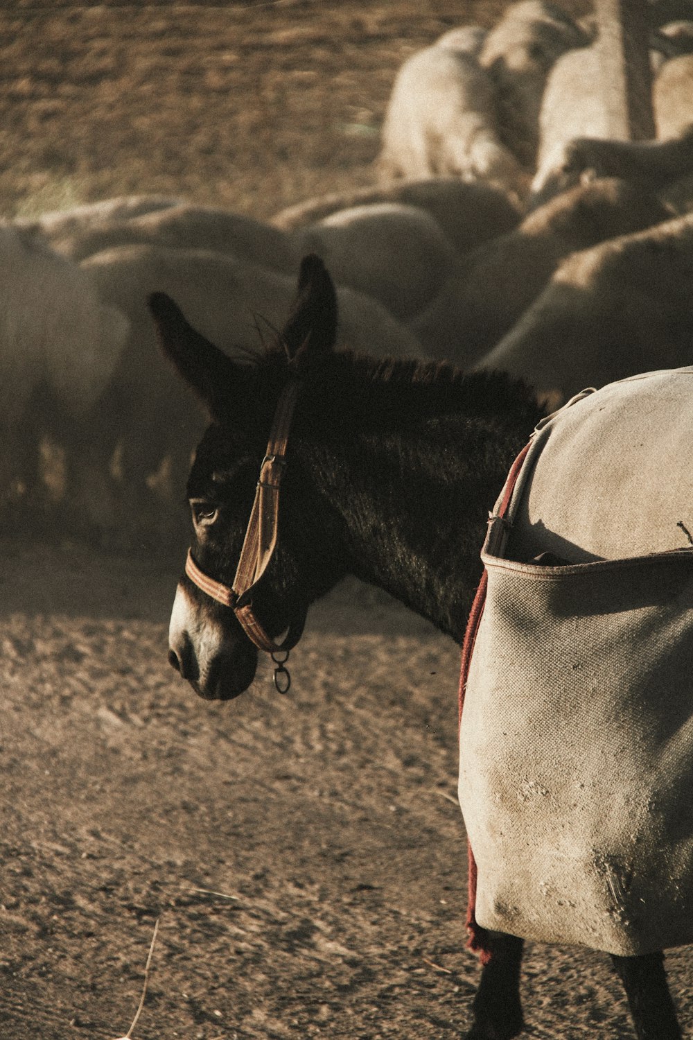 a group of horses stand in a field