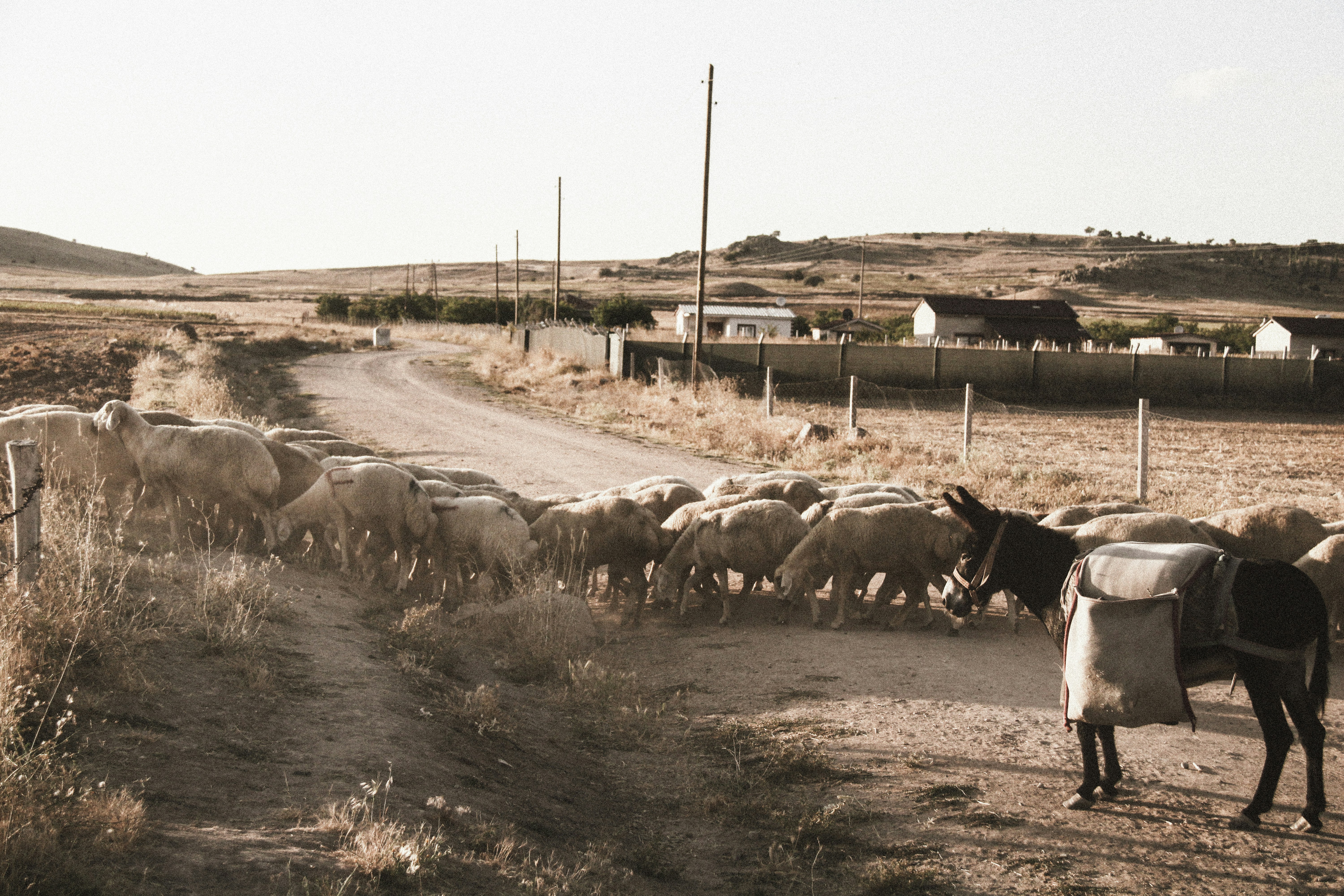 a herd of sheep walking down a dirt road