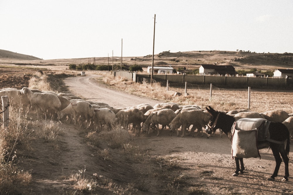 a herd of sheep walking down a dirt road