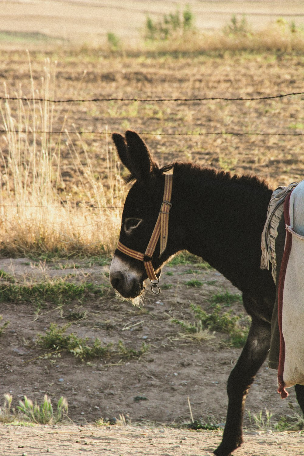 a horse with a saddle