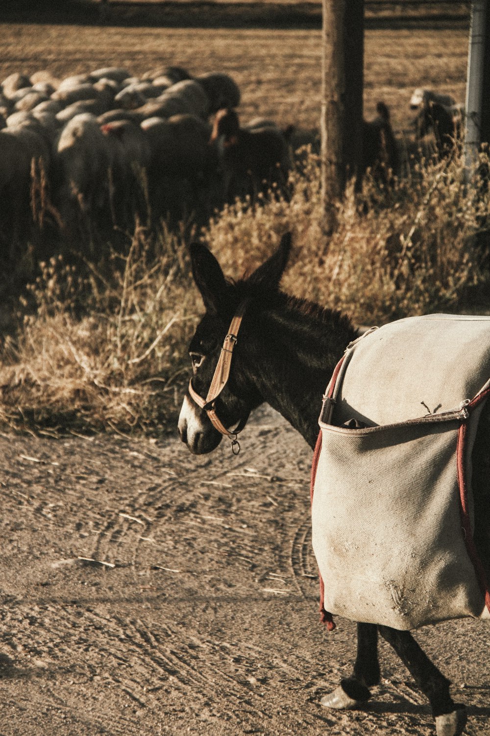 a horse in front of a herd of cattle