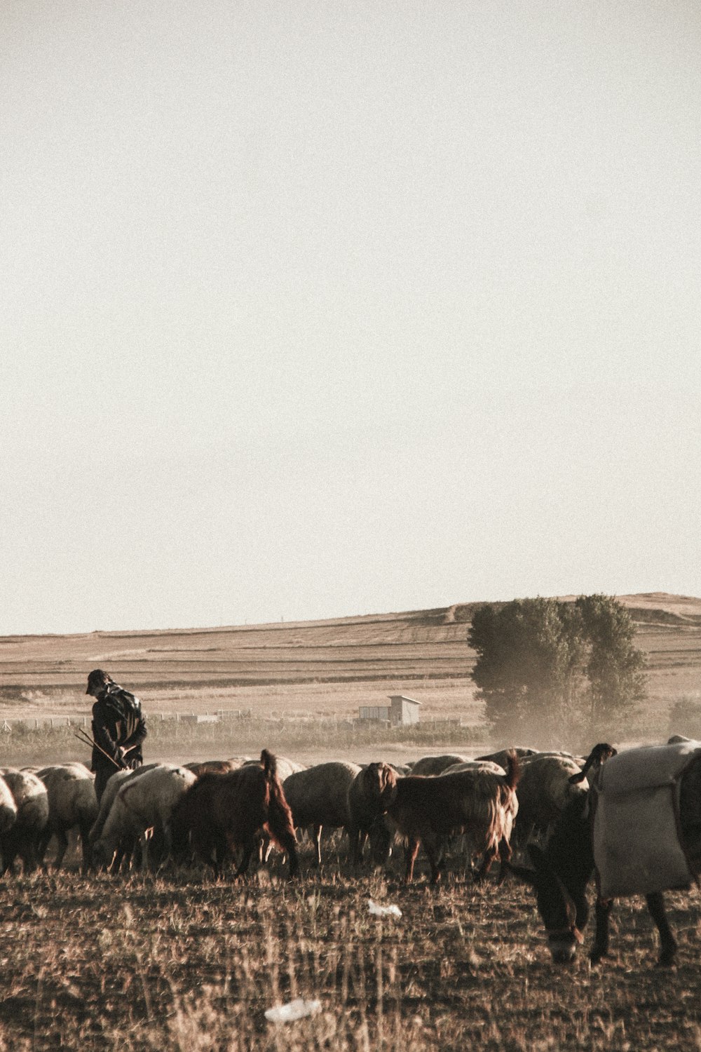 a person herding cattle