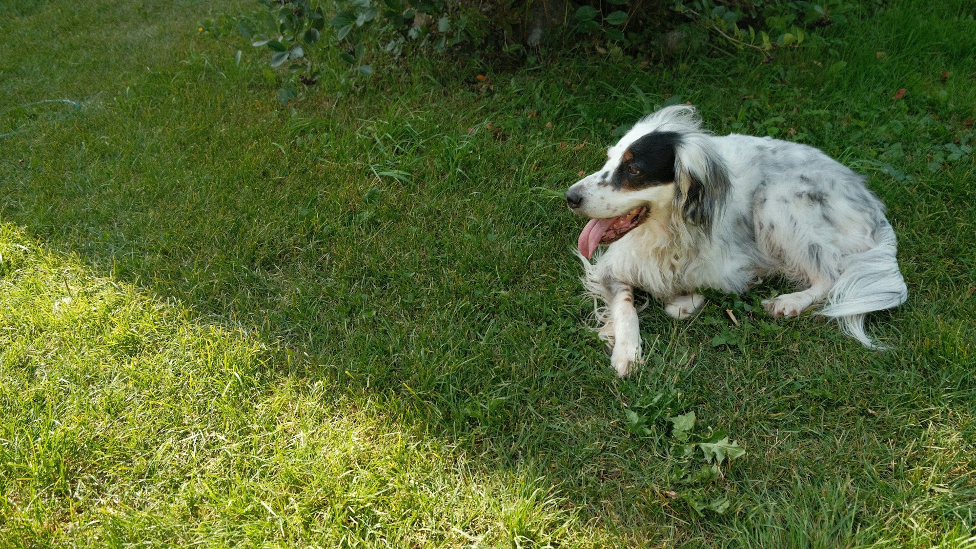 english setter