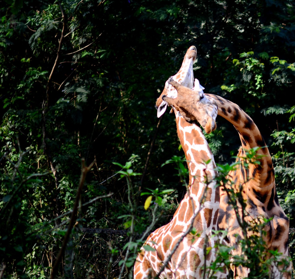 giraffes standing in the trees