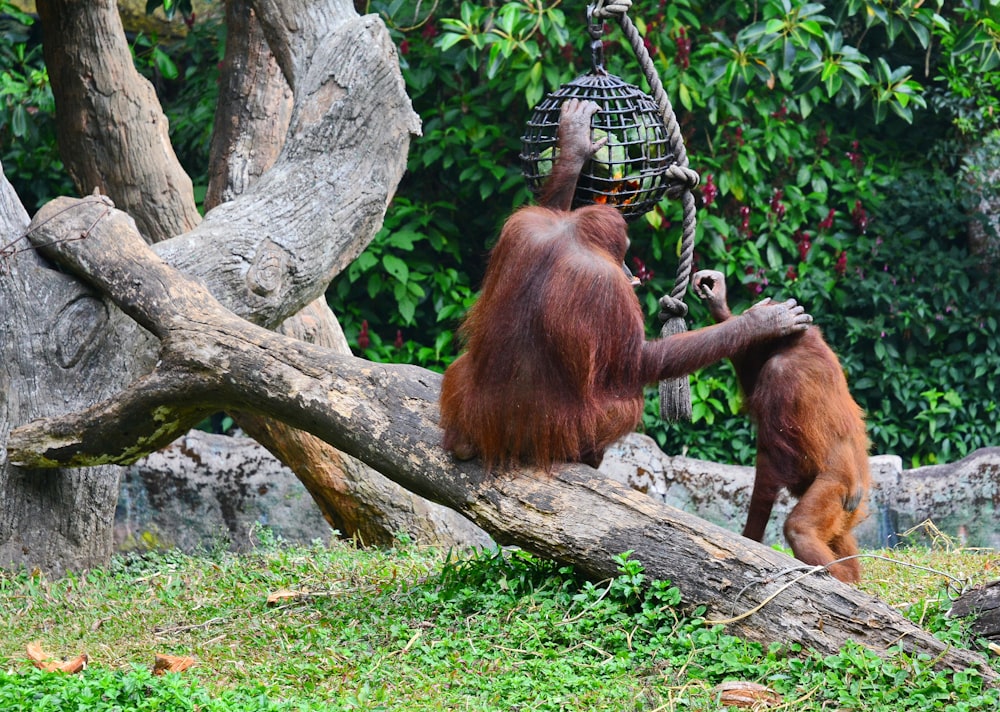 a couple of monkeys eating from a tree