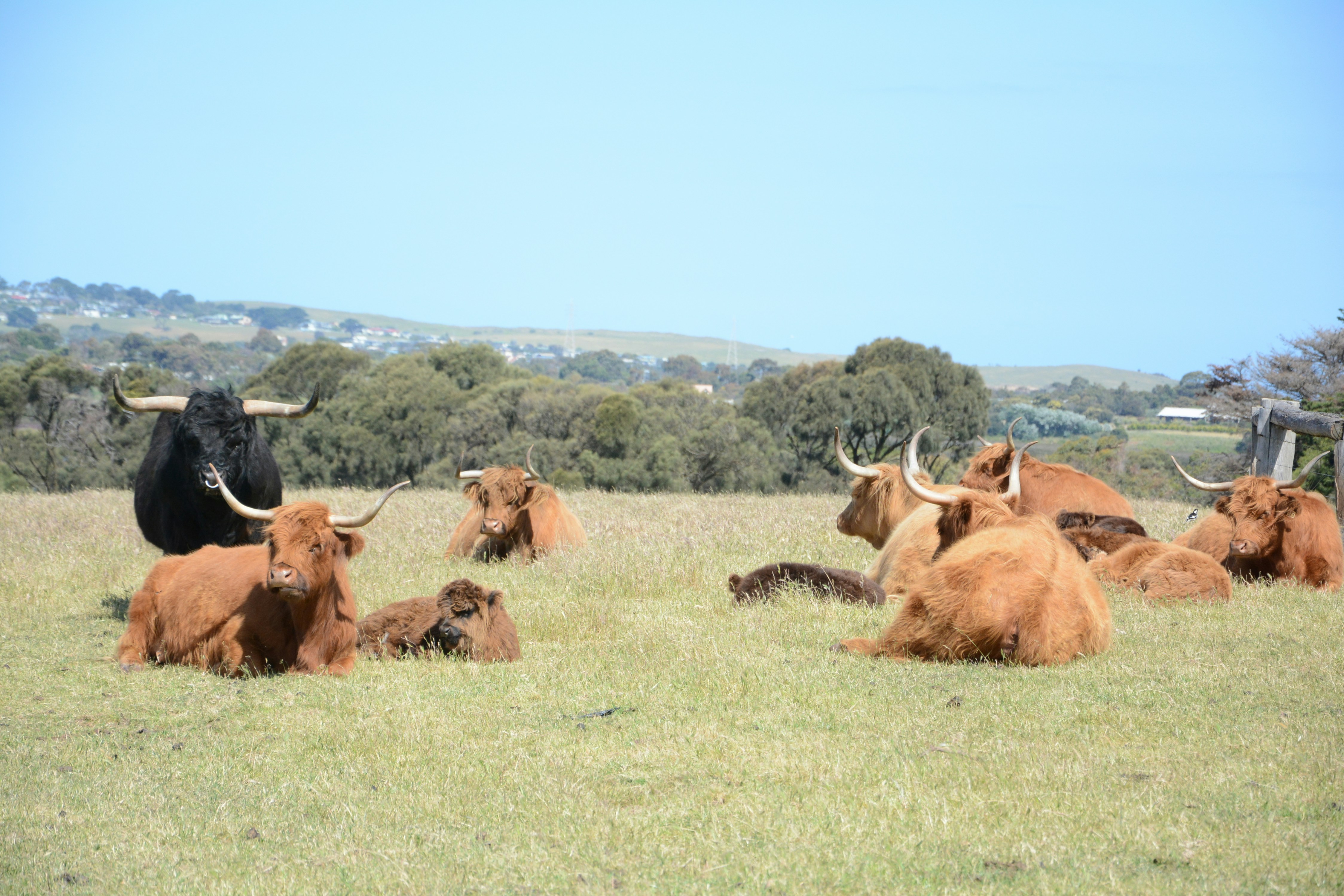 The Bull Deserves A Rest