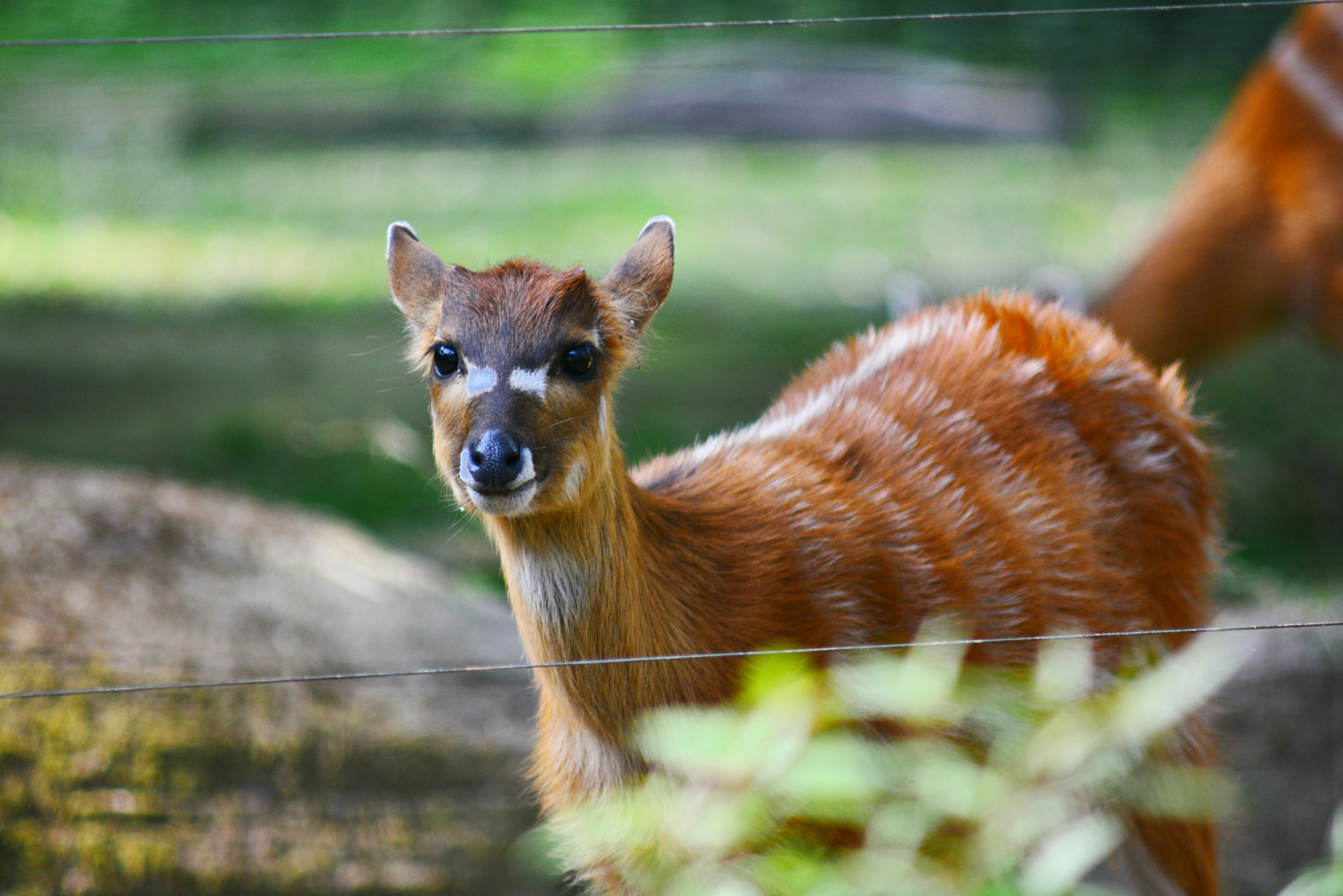 Photo by adriansiaril