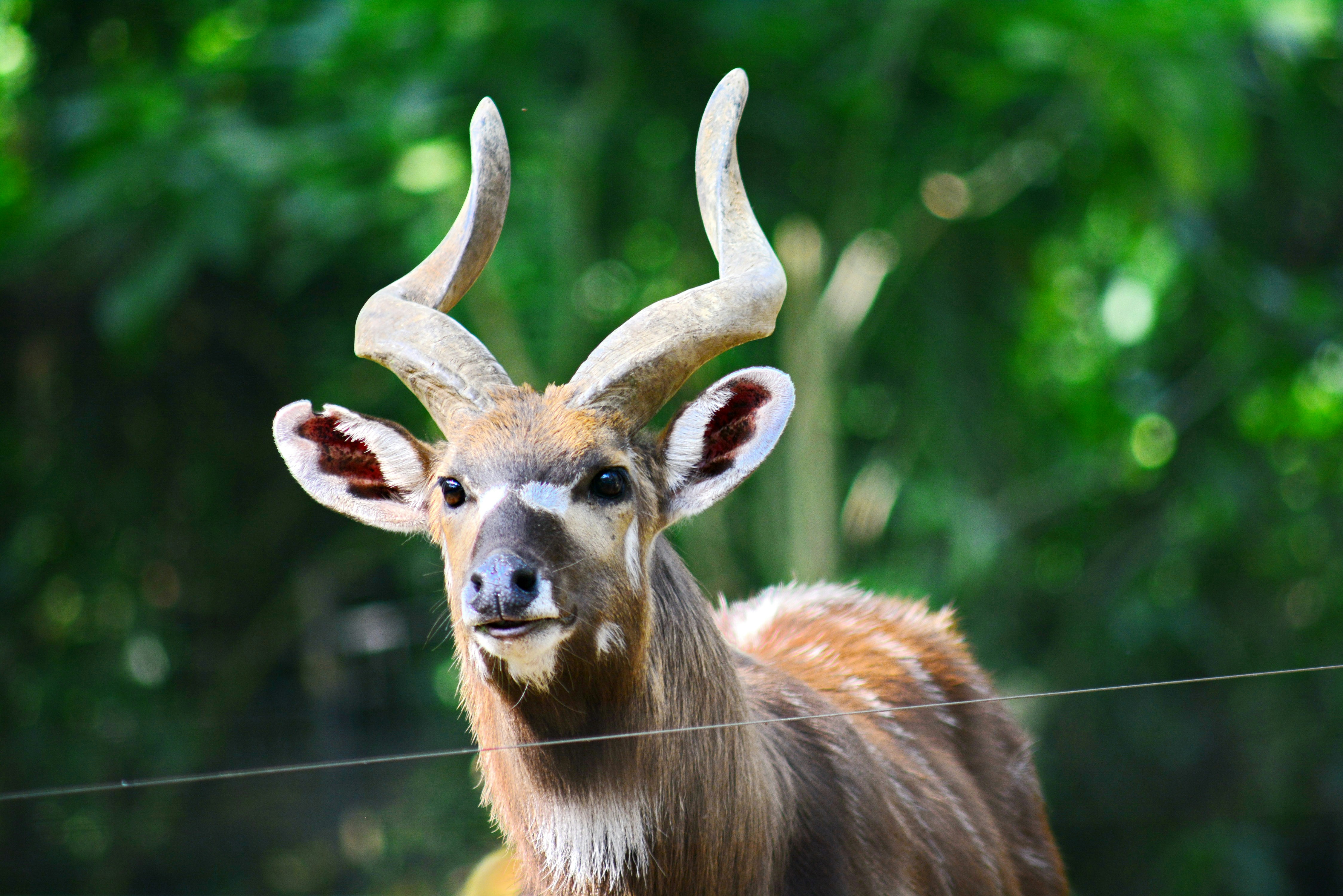 Photo by adriansiaril