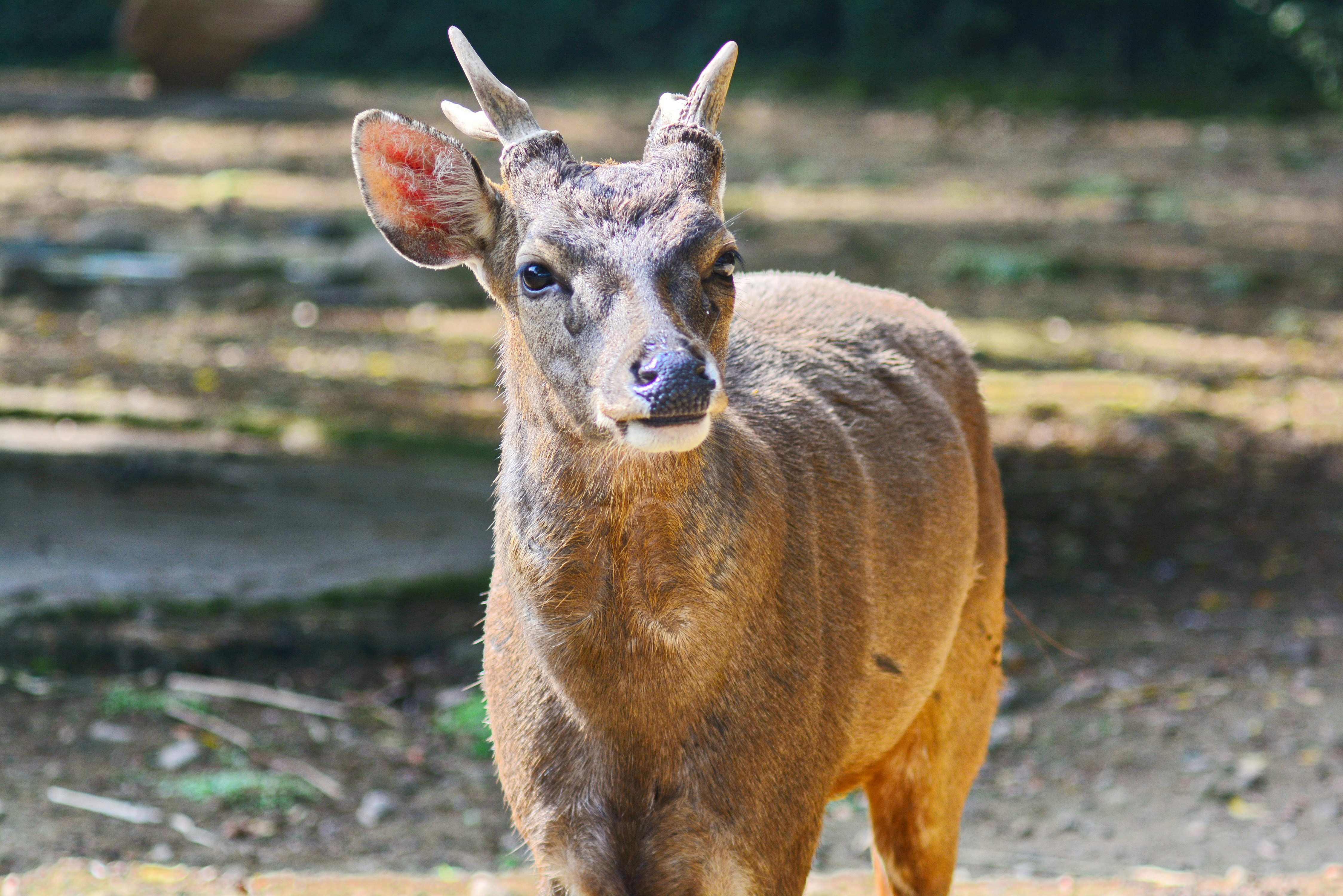 Photo by adriansiaril