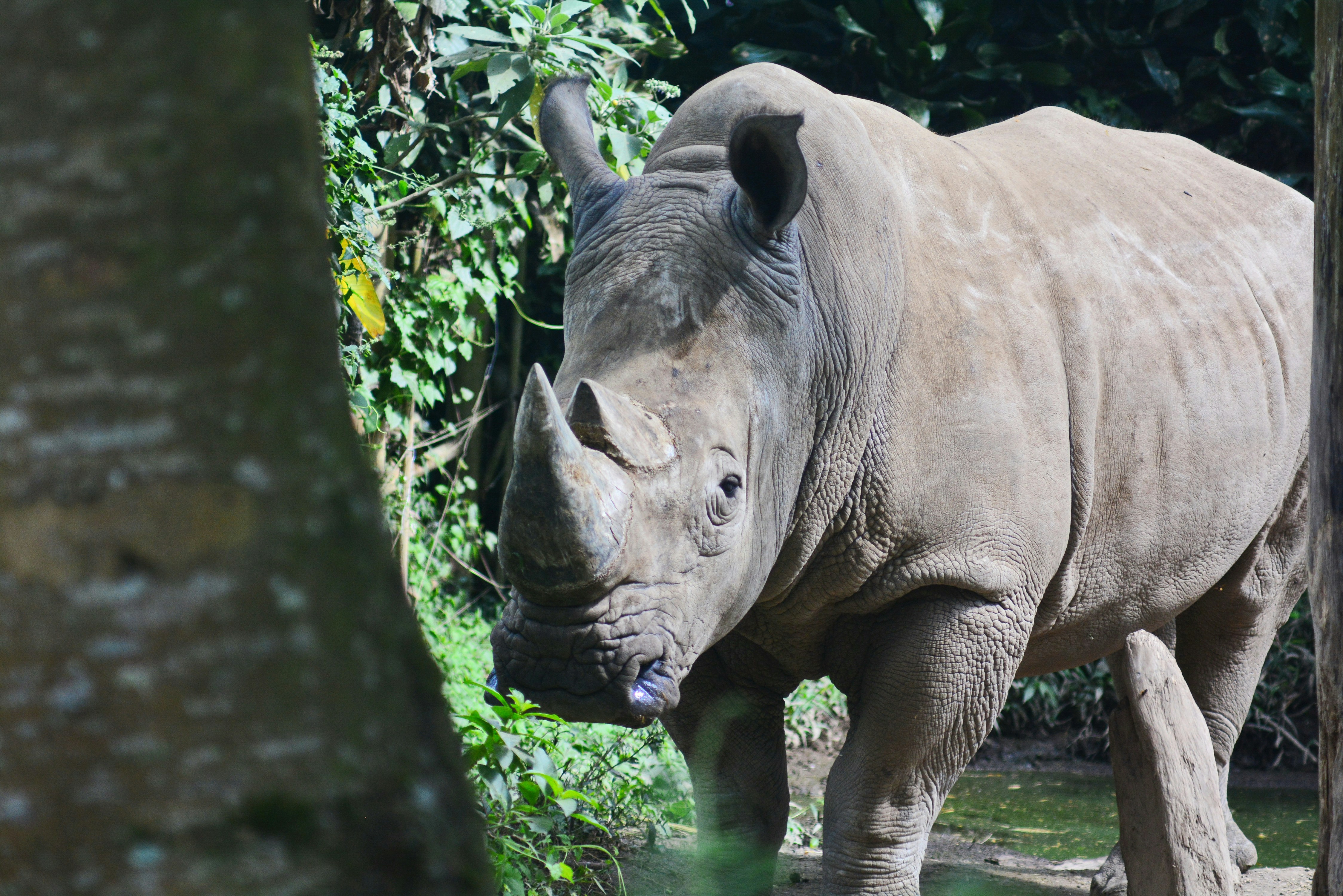 a rhinoceros standing next to a tree