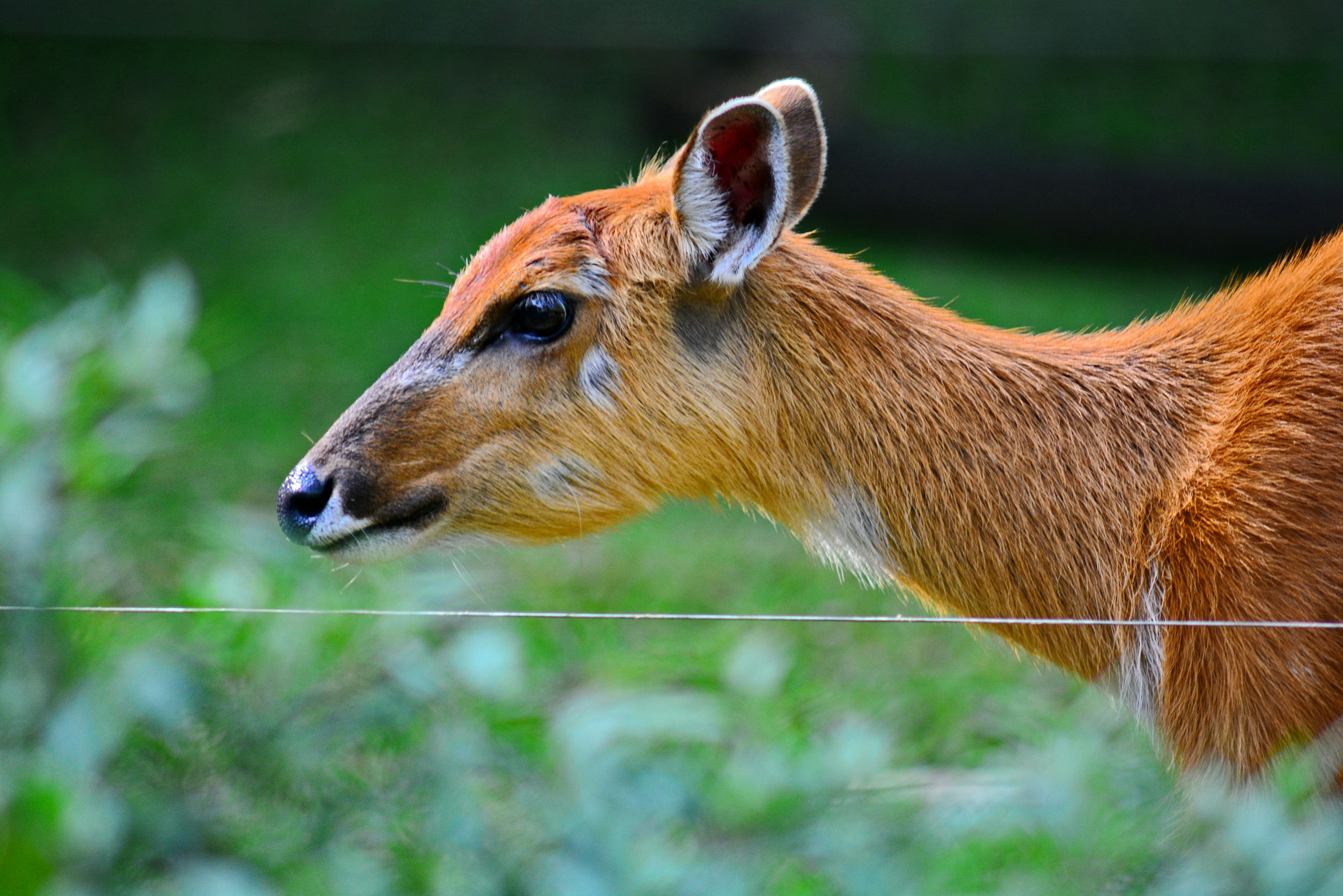 Photo by adriansiaril