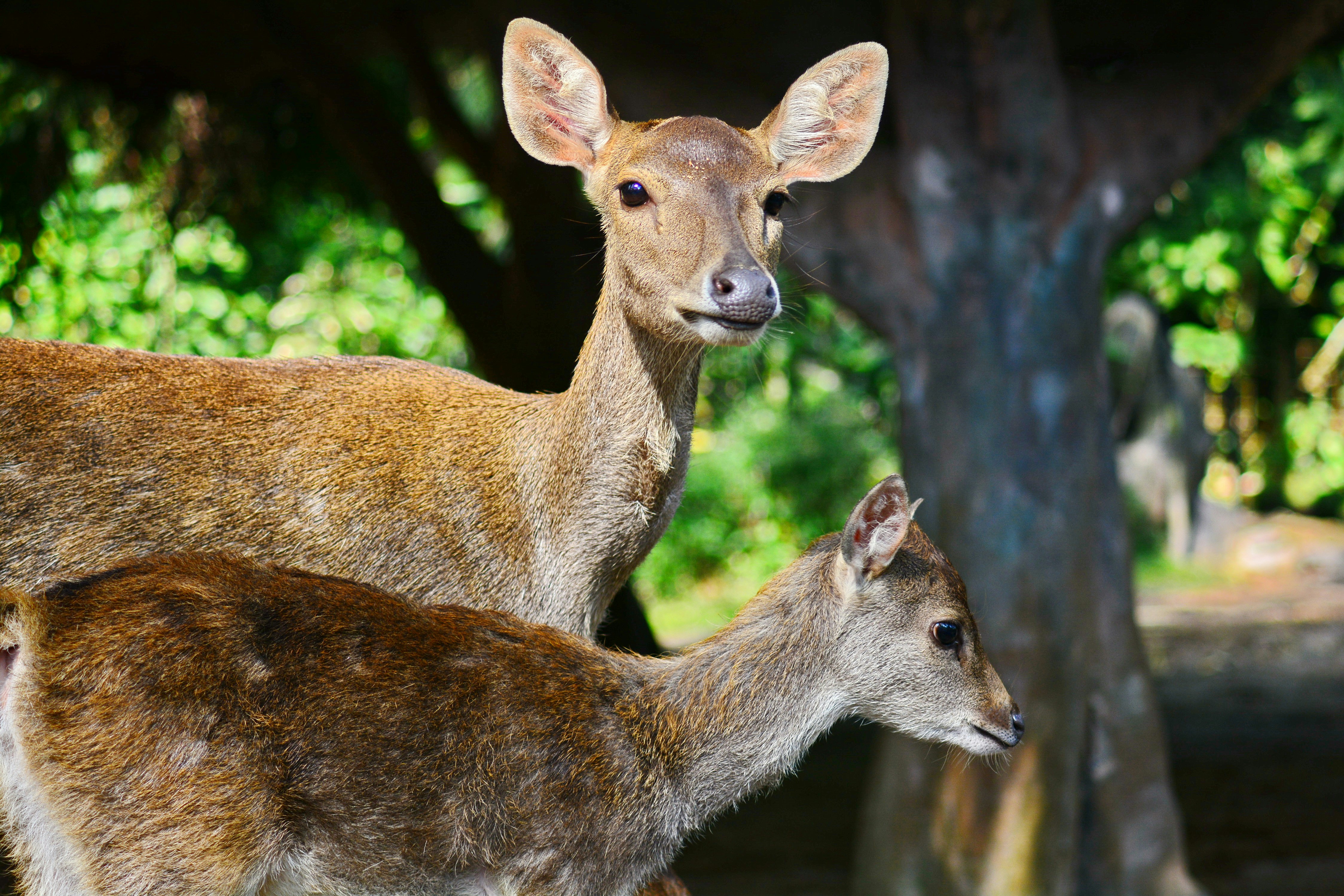 Photo by adriansiaril