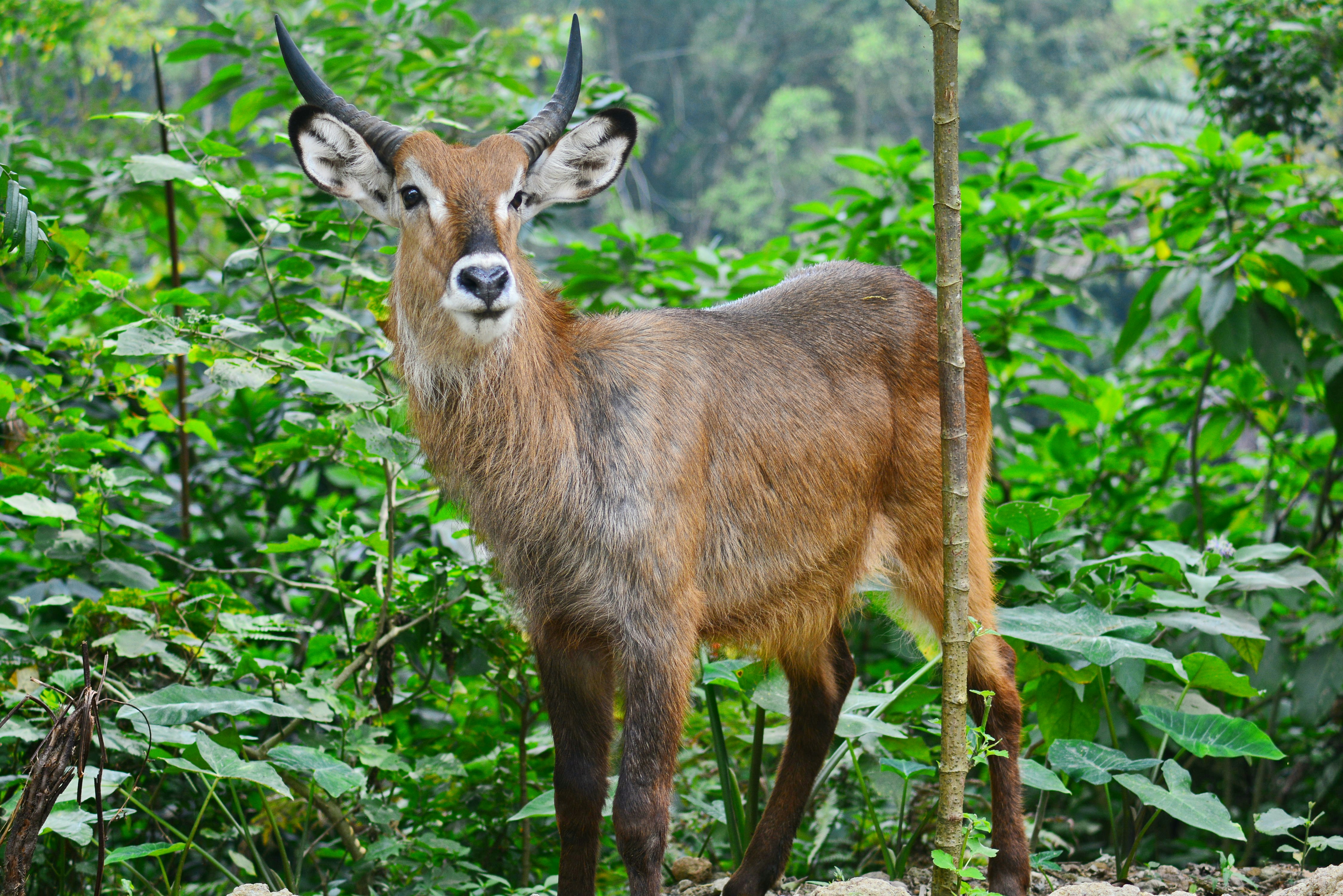 Photo by adriansiaril