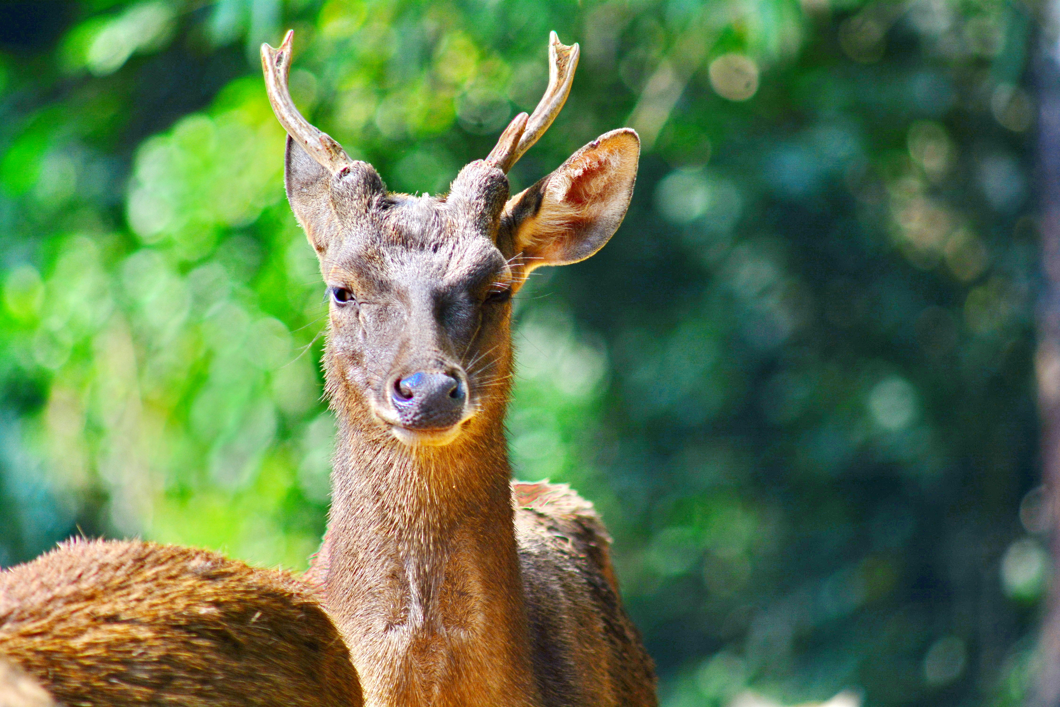 Photo by adriansiaril