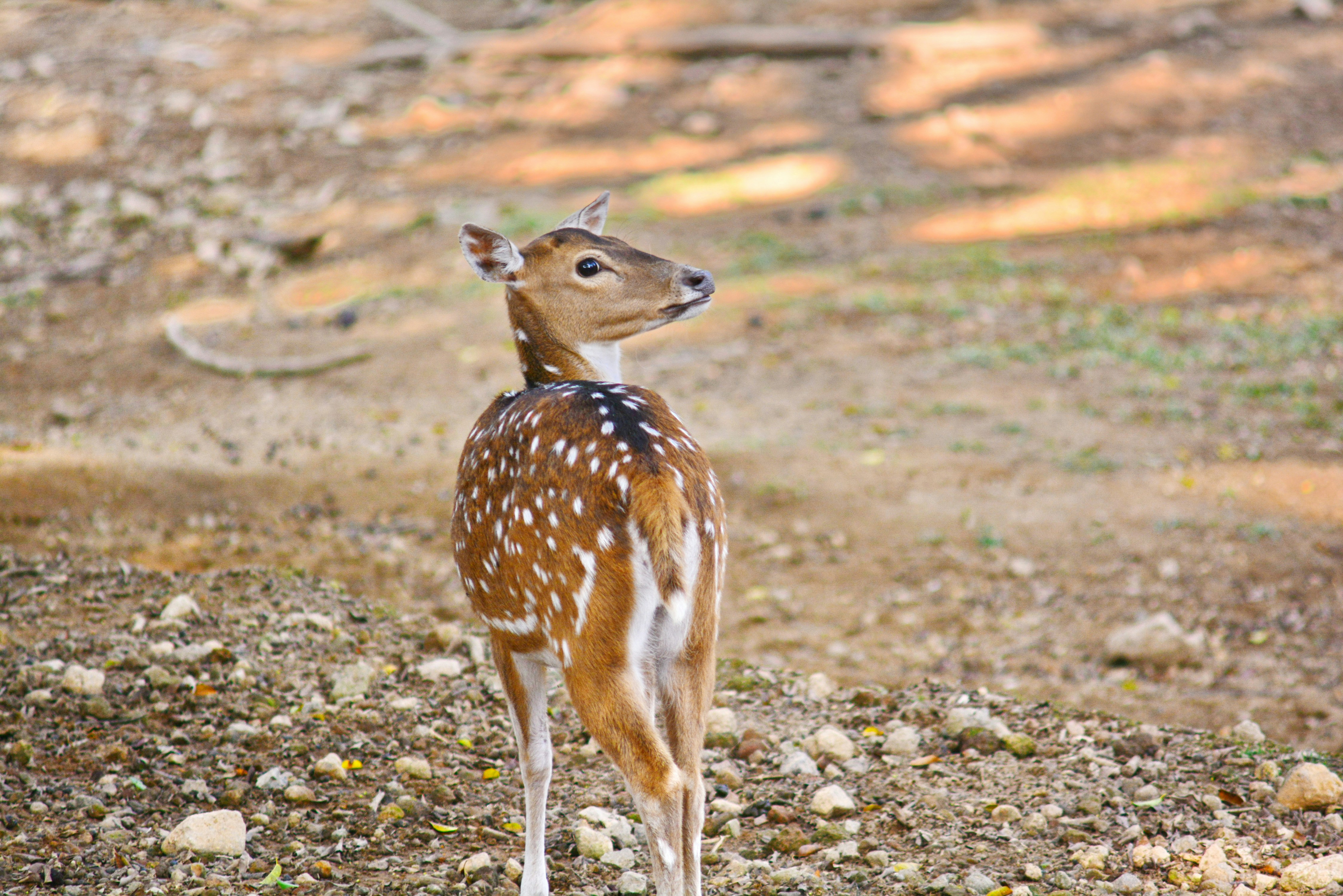 Photo by adriansiaril