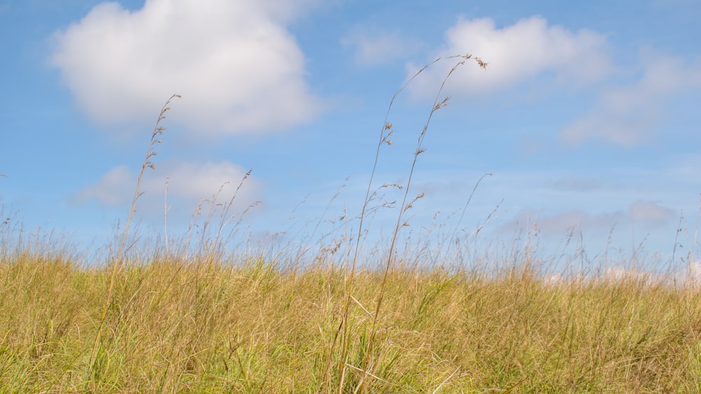 a field of tall grass
