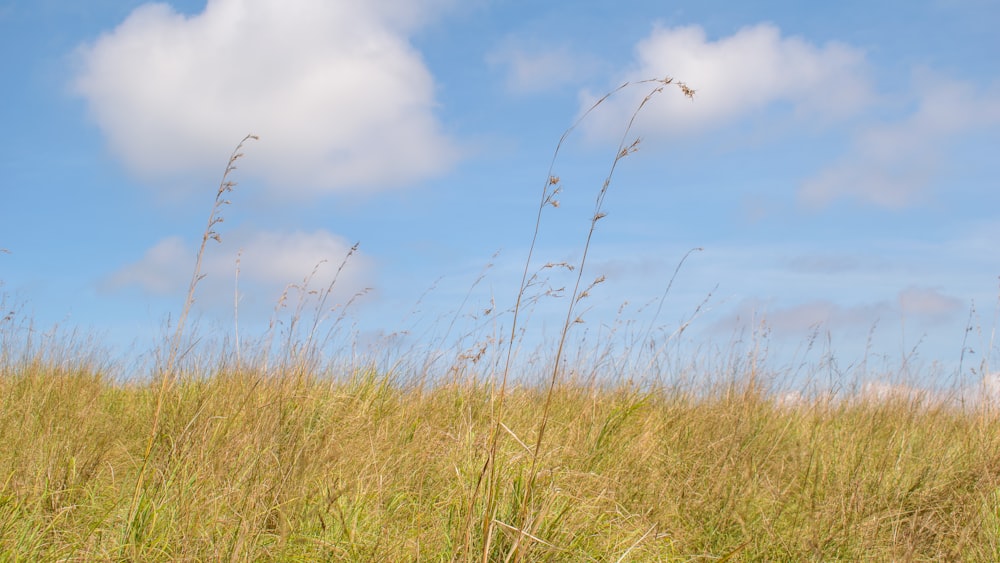 un champ d’herbes hautes