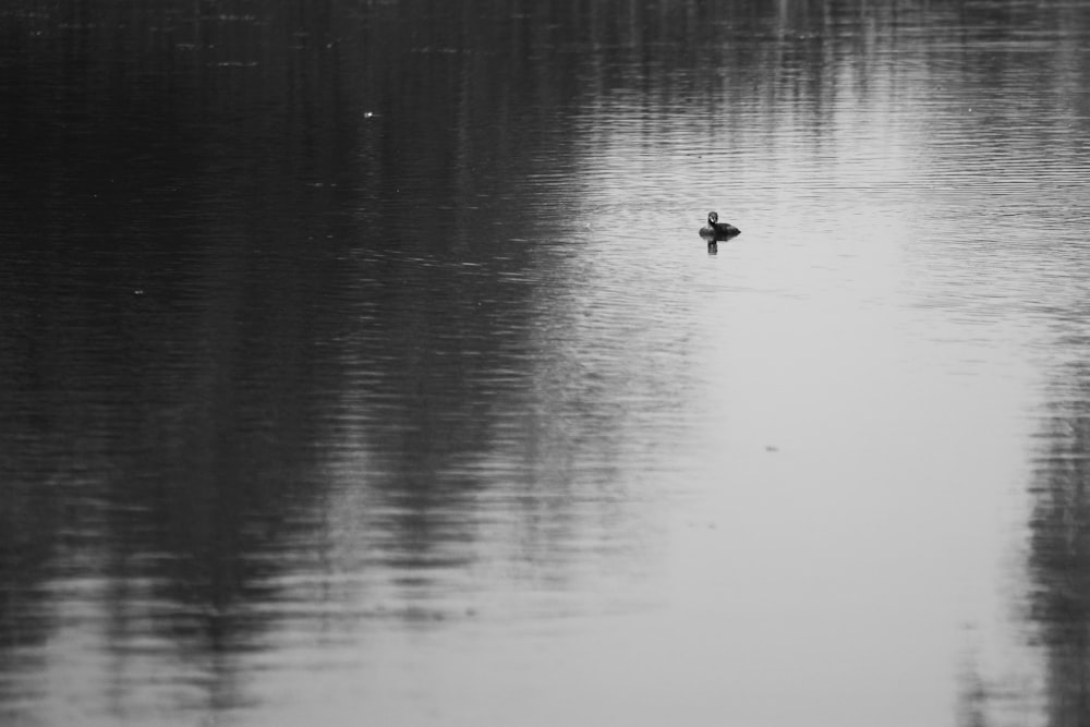 Un canard nageant dans un lac