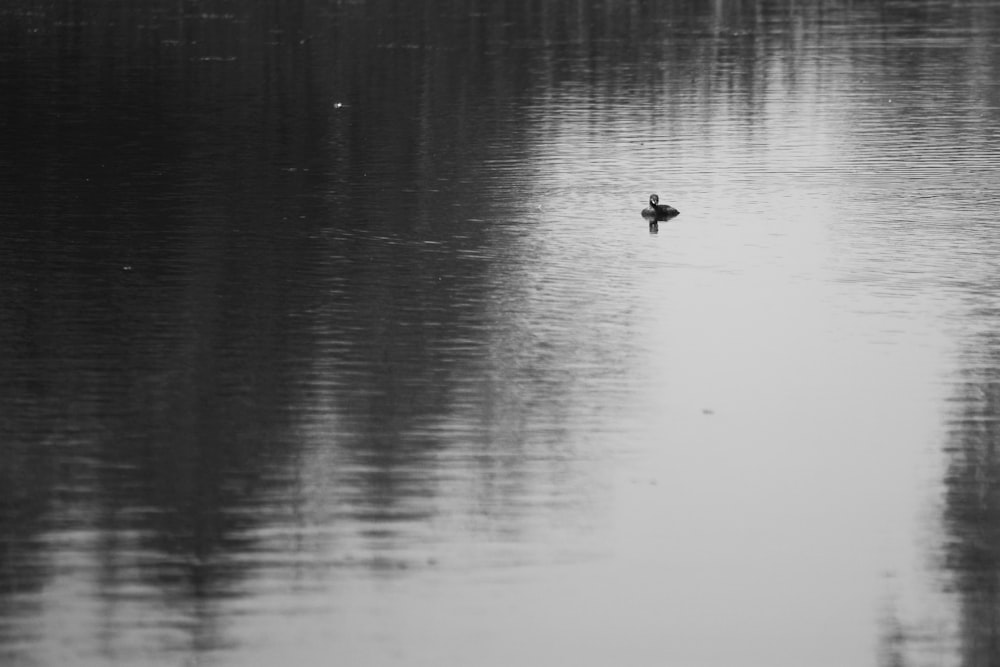 a duck swimming in a lake