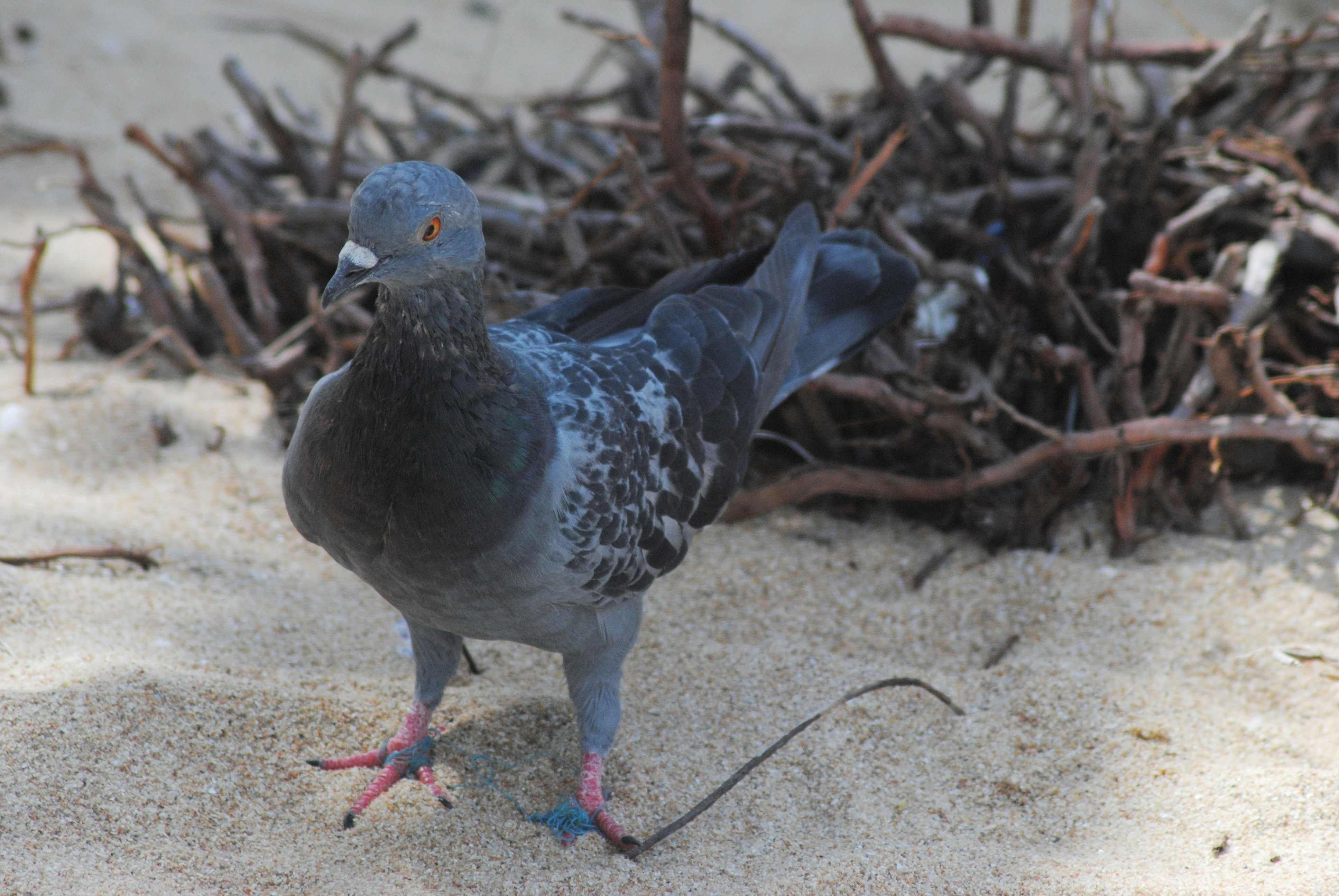 Photo by adriansiaril