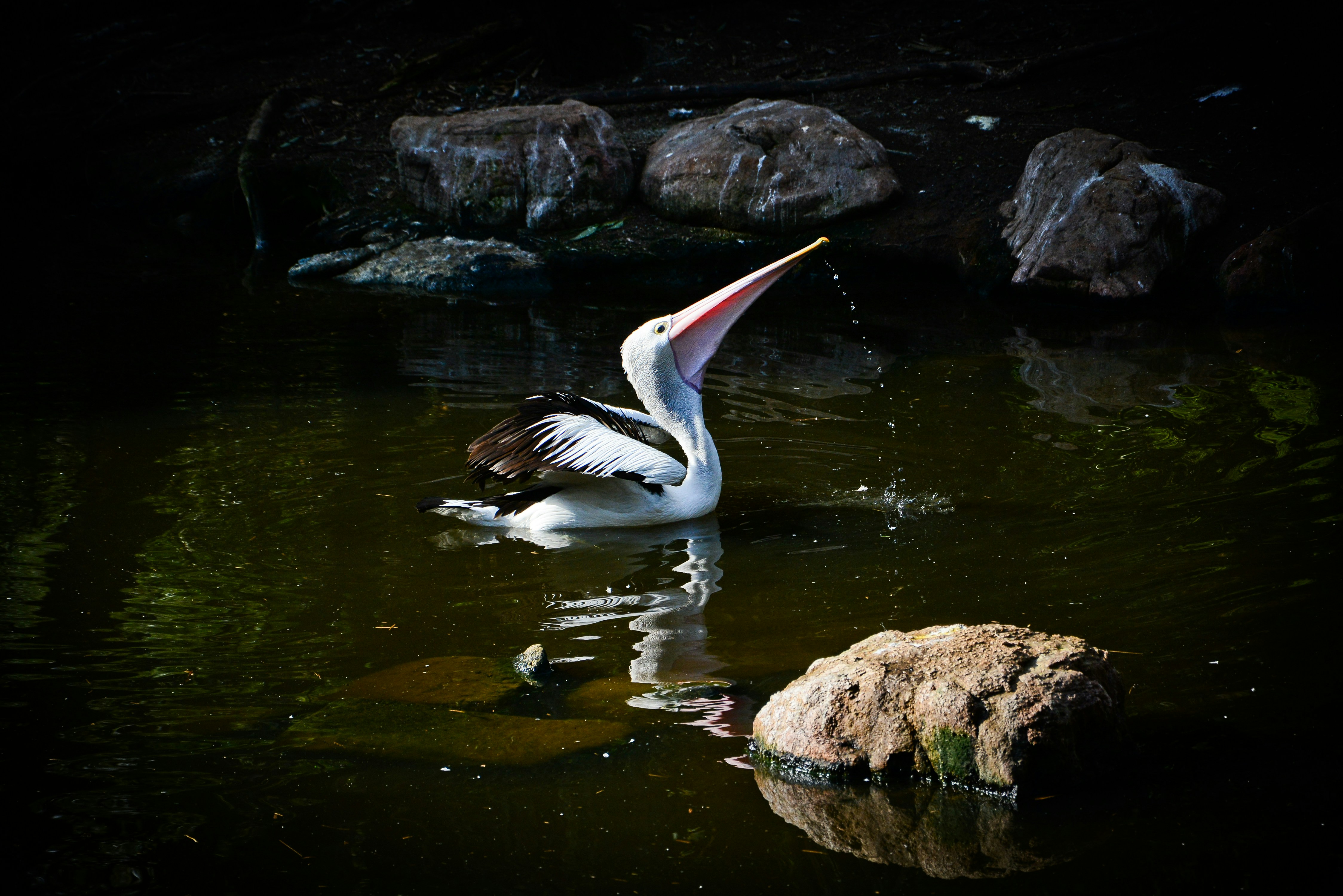 a bird swimming in water