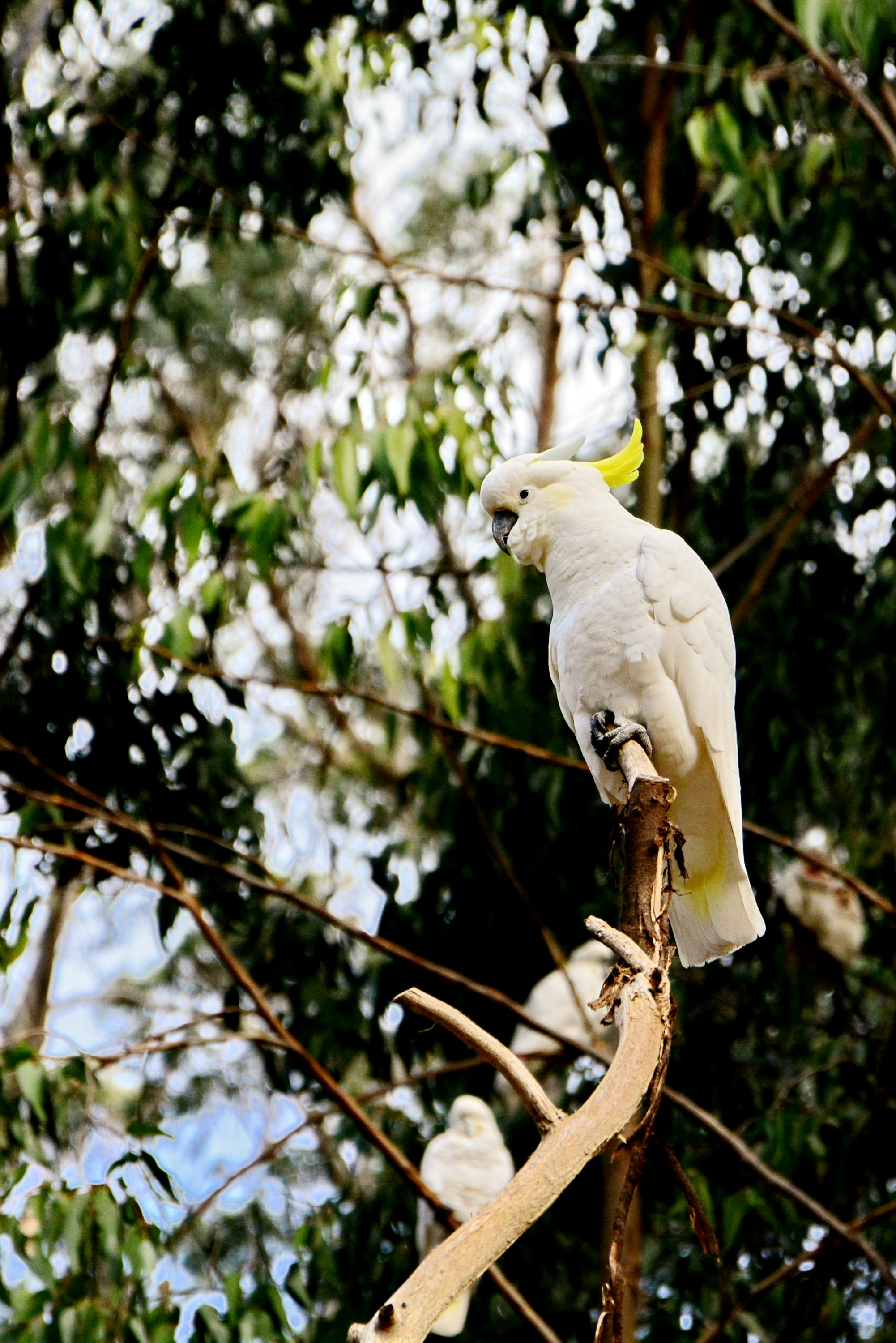 Photo by adriansiaril