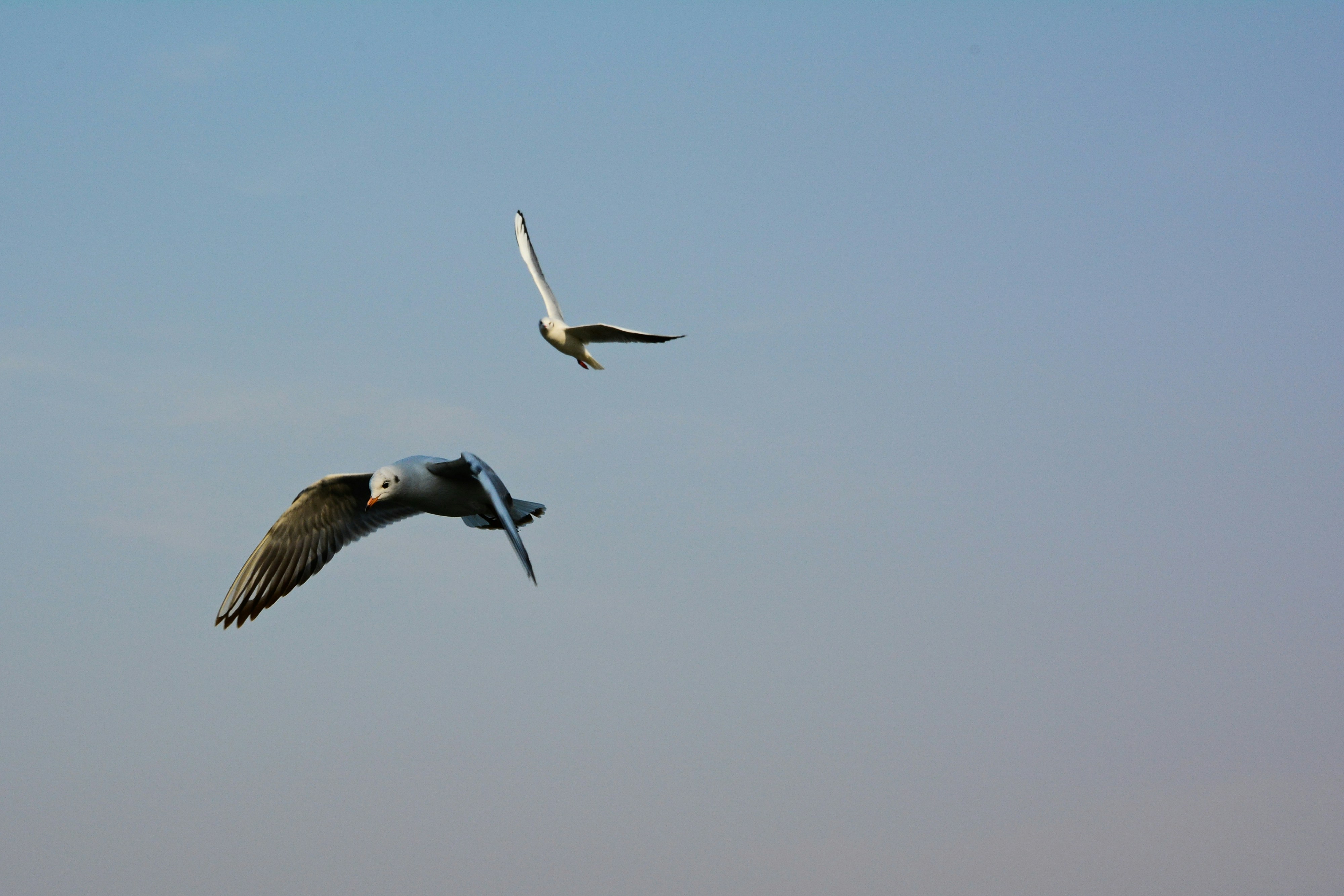 Photo by adriansiaril