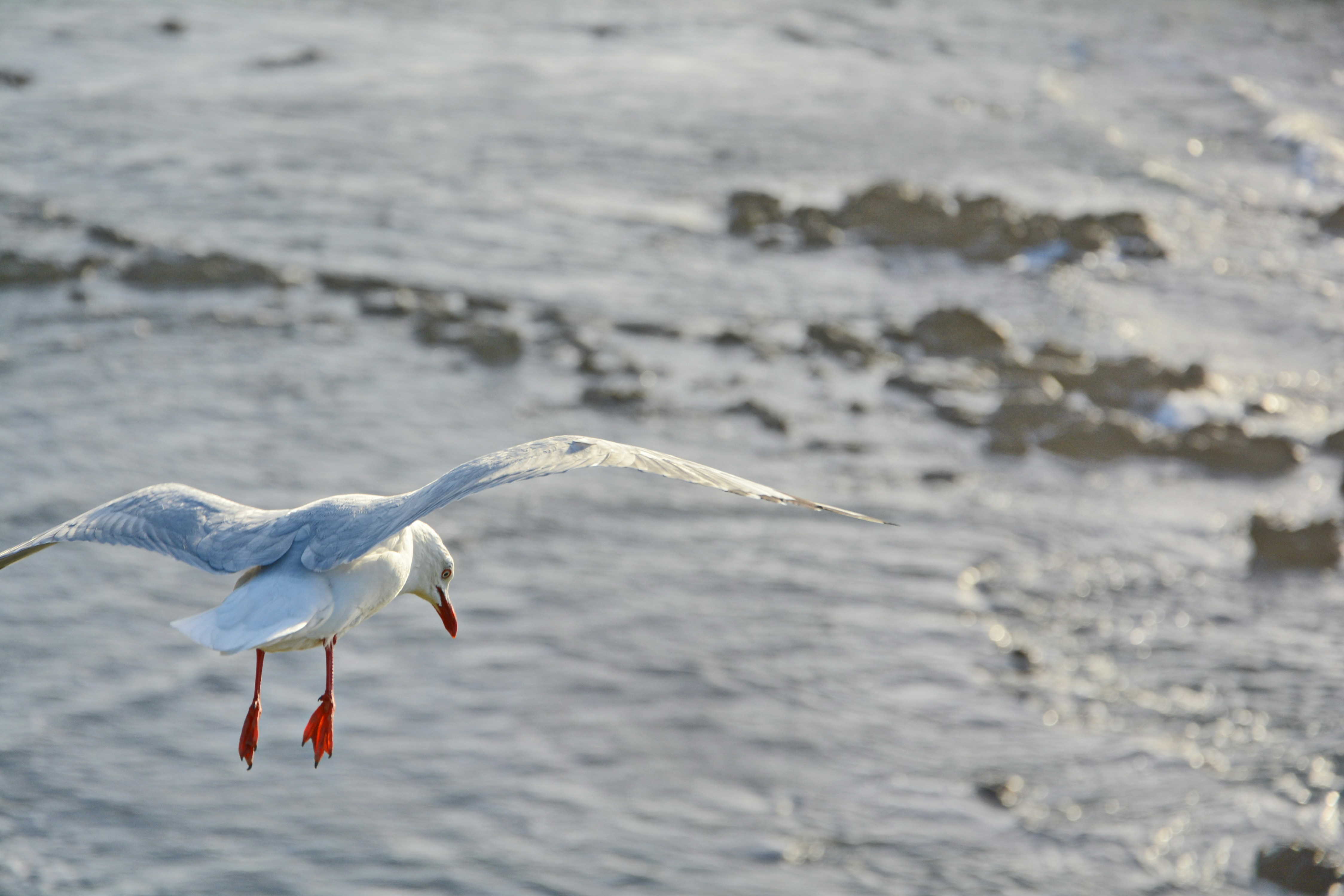 Photo by adriansiaril