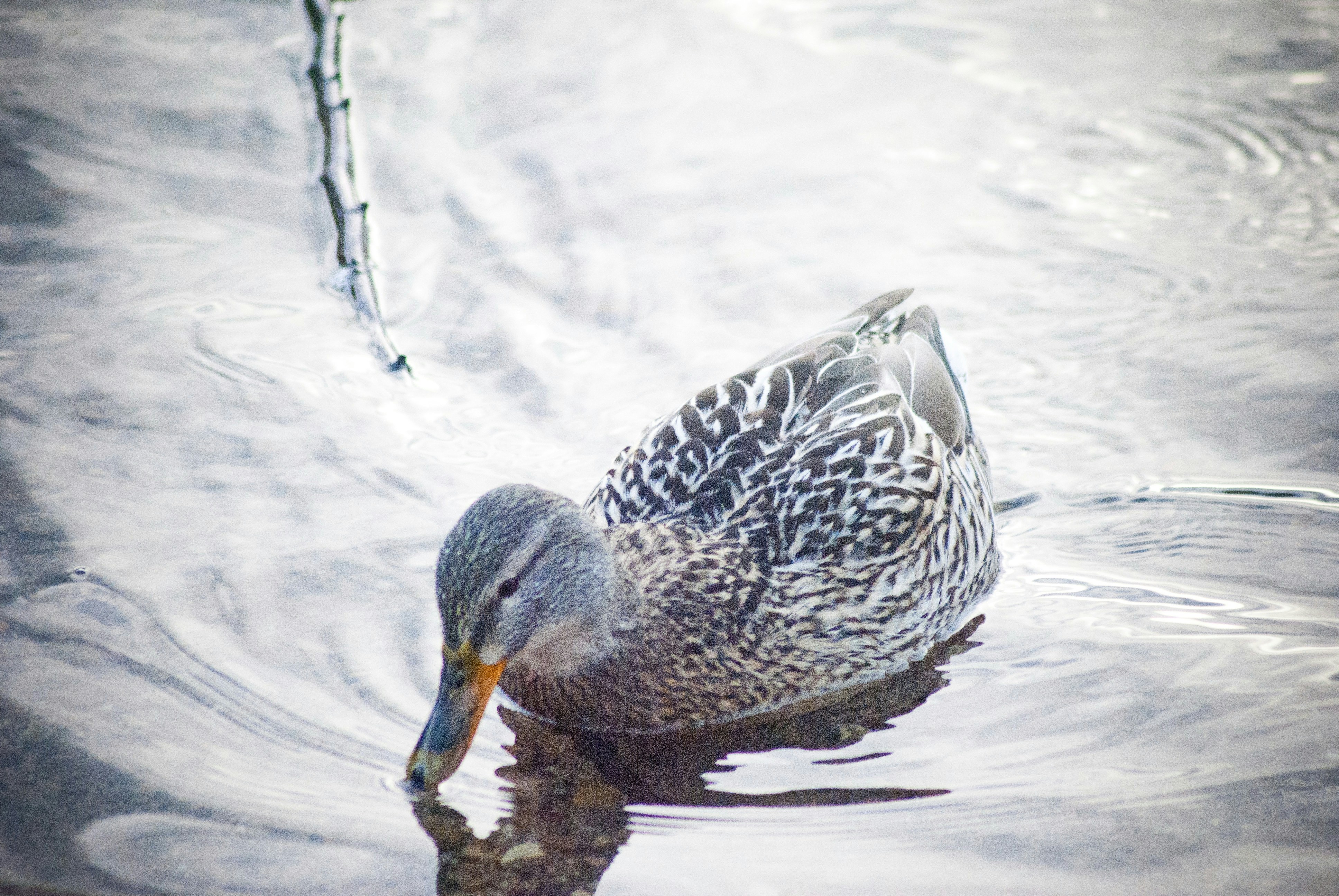 Photo by adriansiaril