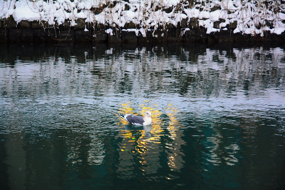 a duck swimming in a pond