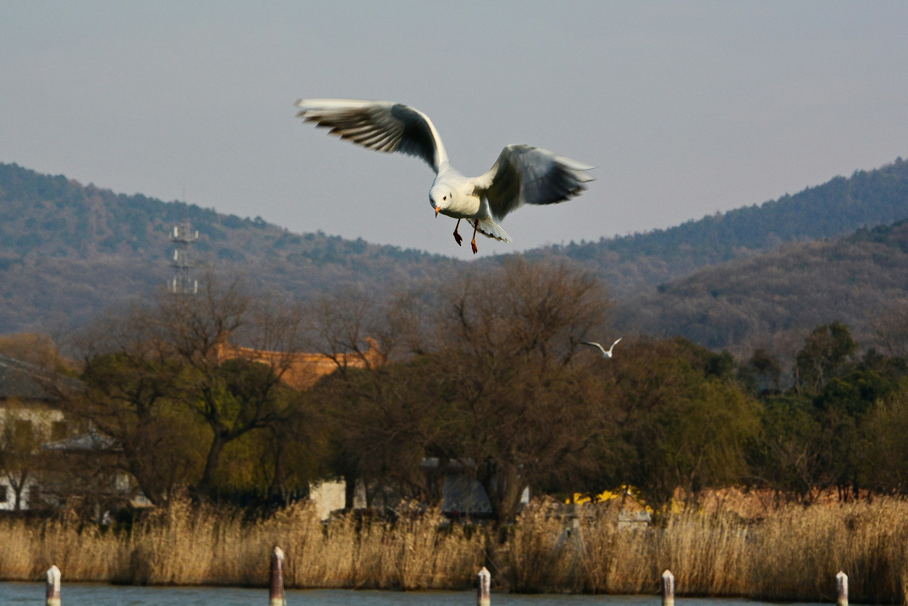 a bird flying over a lake