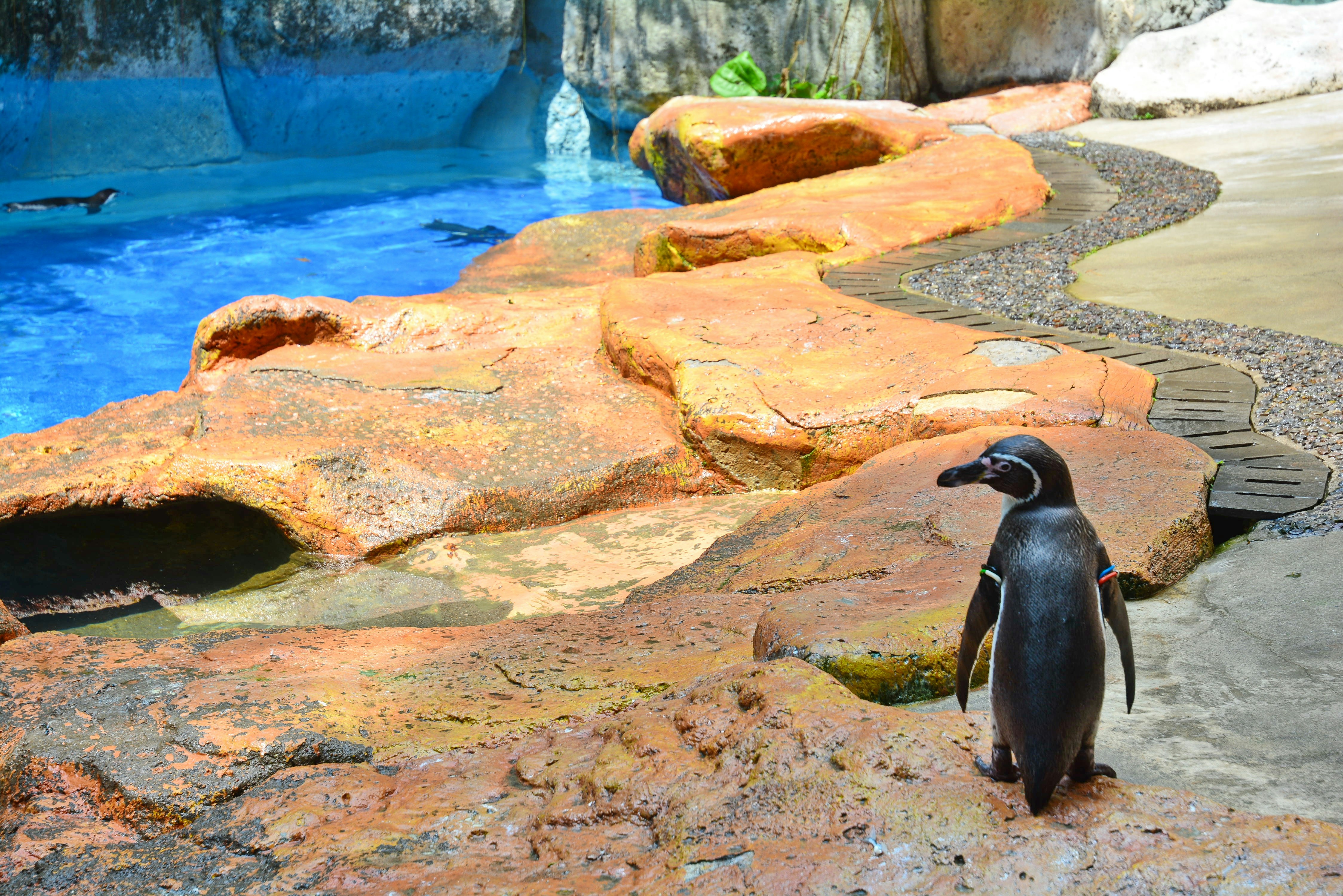 Photo by adriansiaril