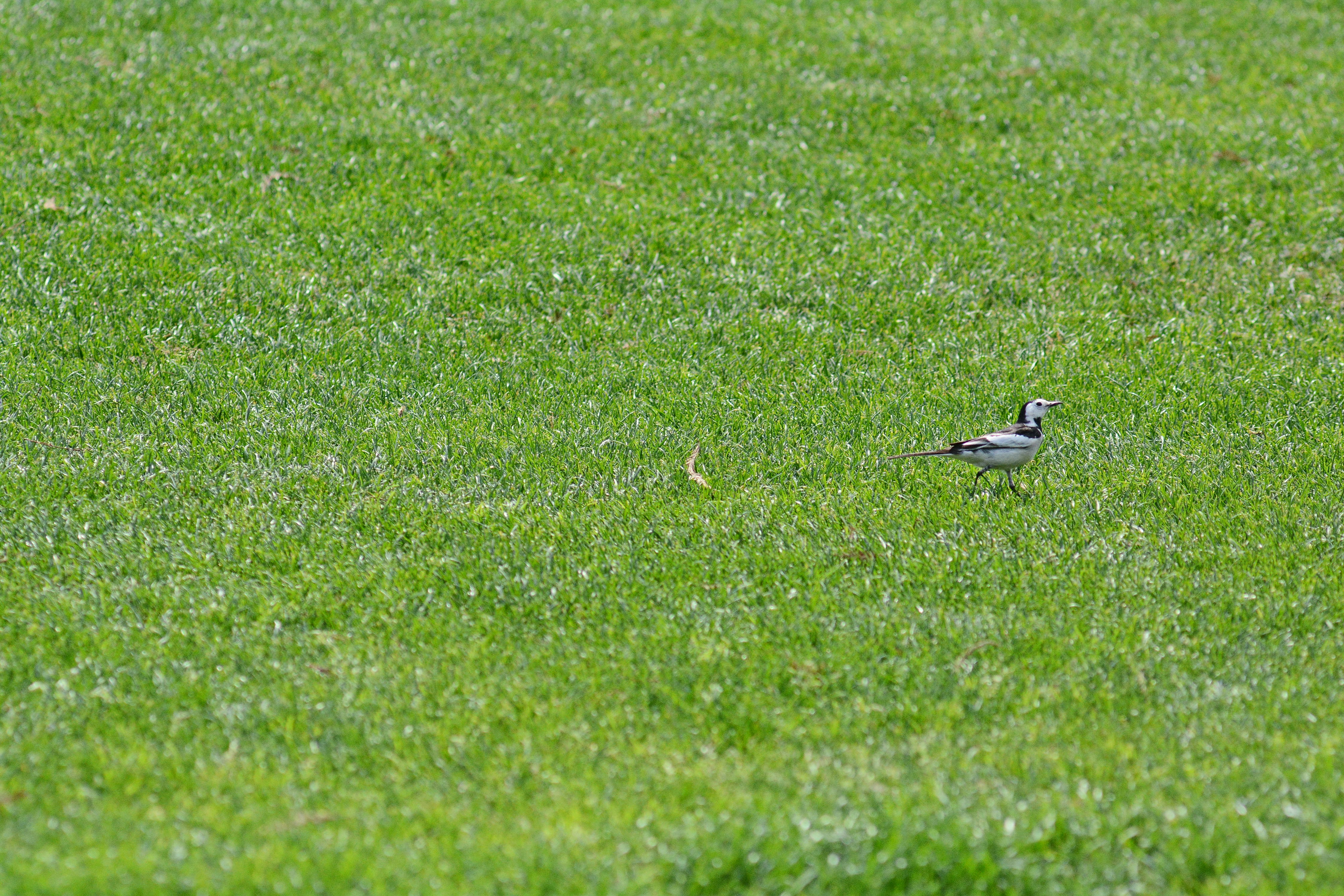 Photo by adriansiaril