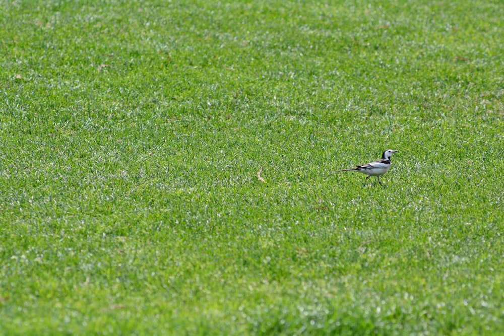 a bird standing in a grassy area