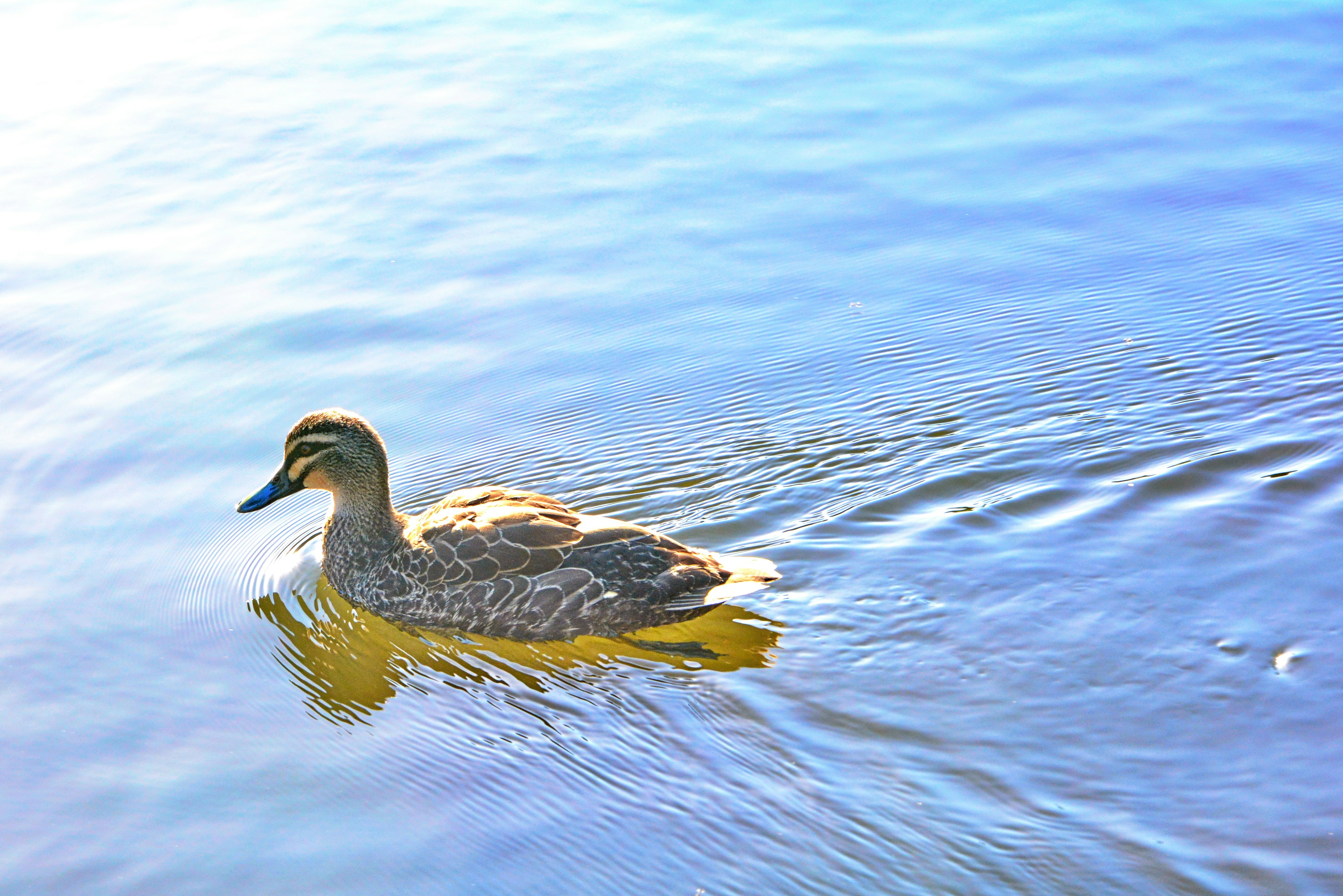 Photo by adriansiaril