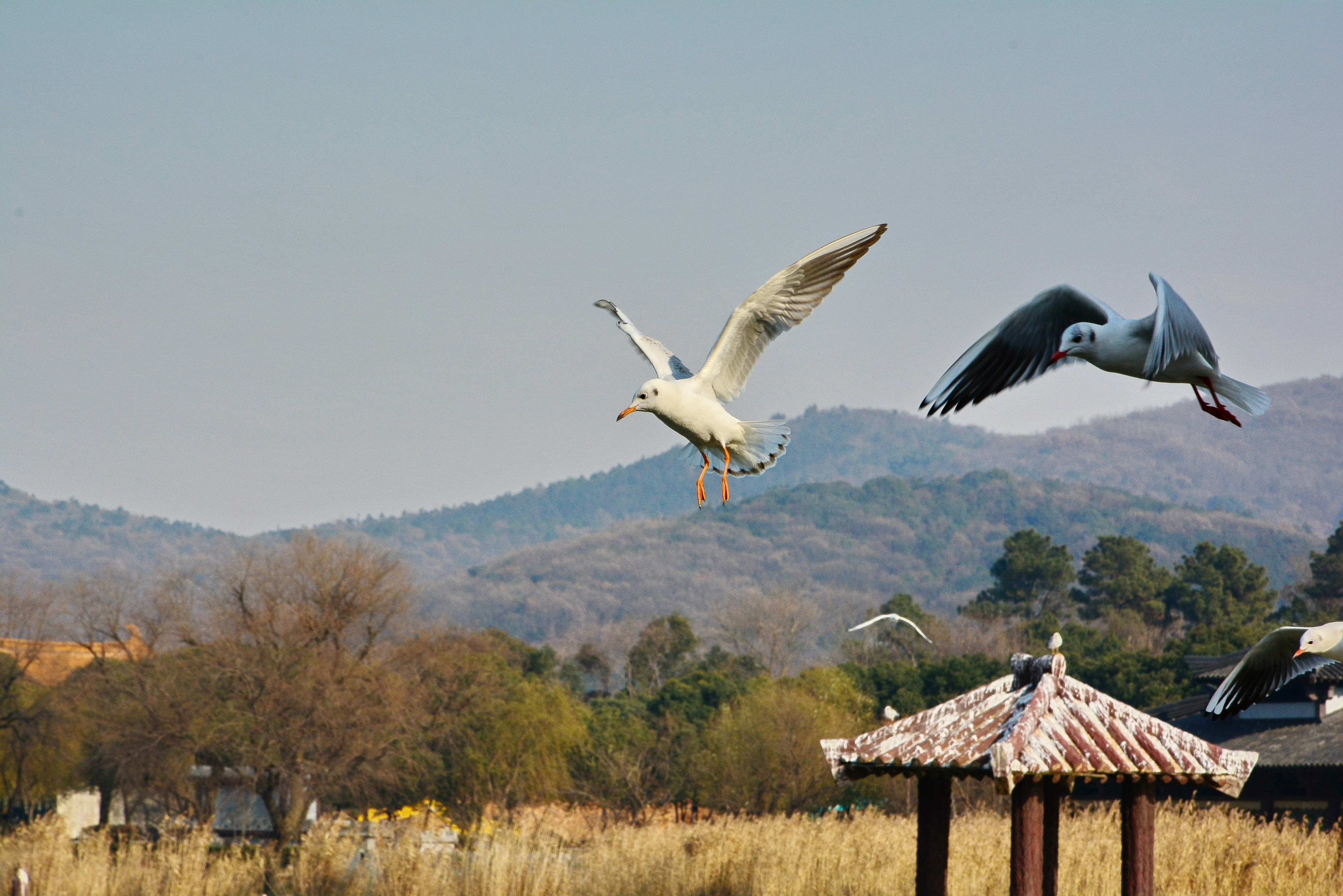 Betty Hinshaw Bird Sanctuary
