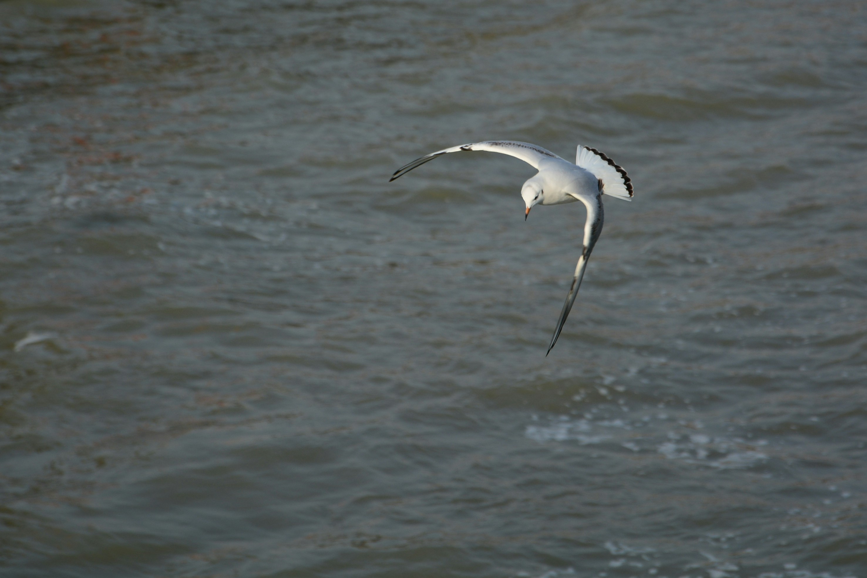 Photo by adriansiaril