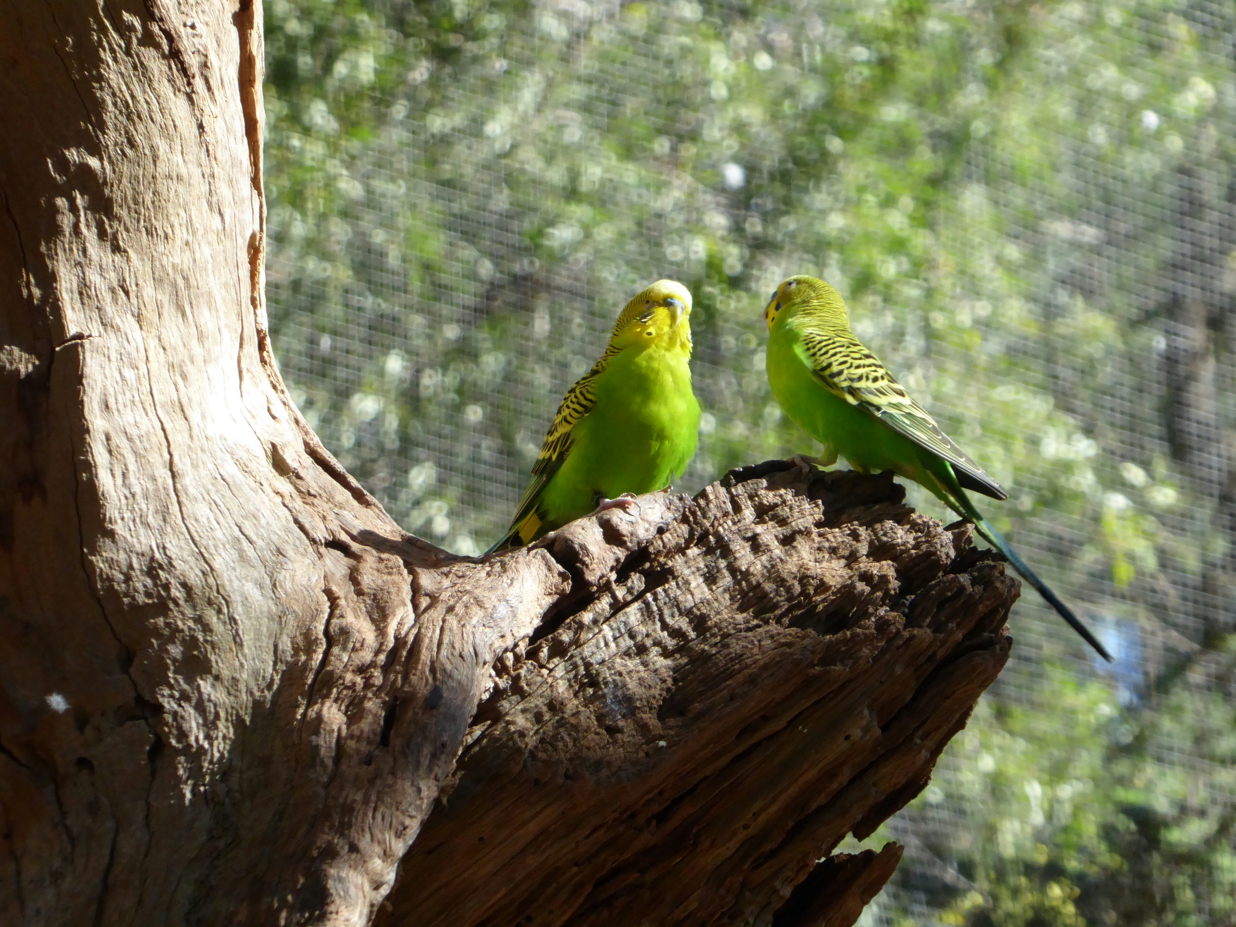 Photo by adriansiaril