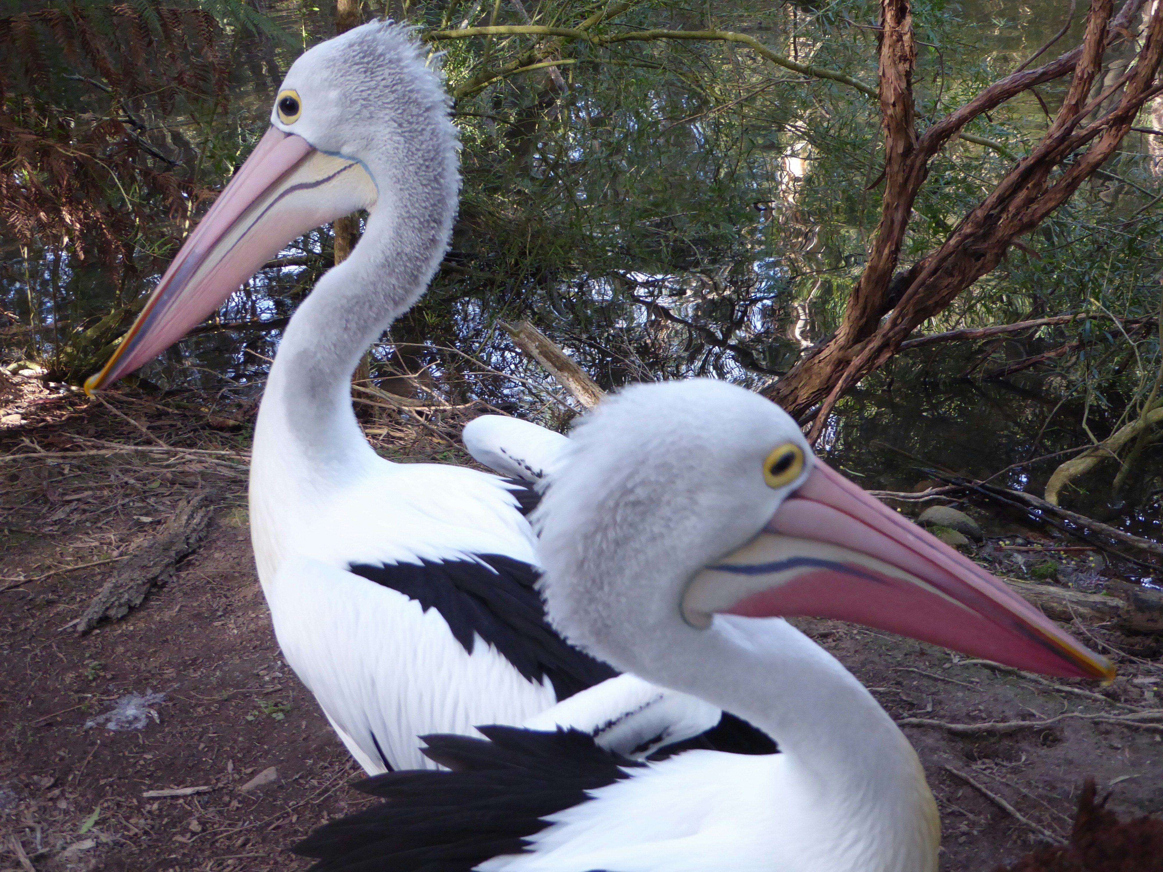 Photo by adriansiaril